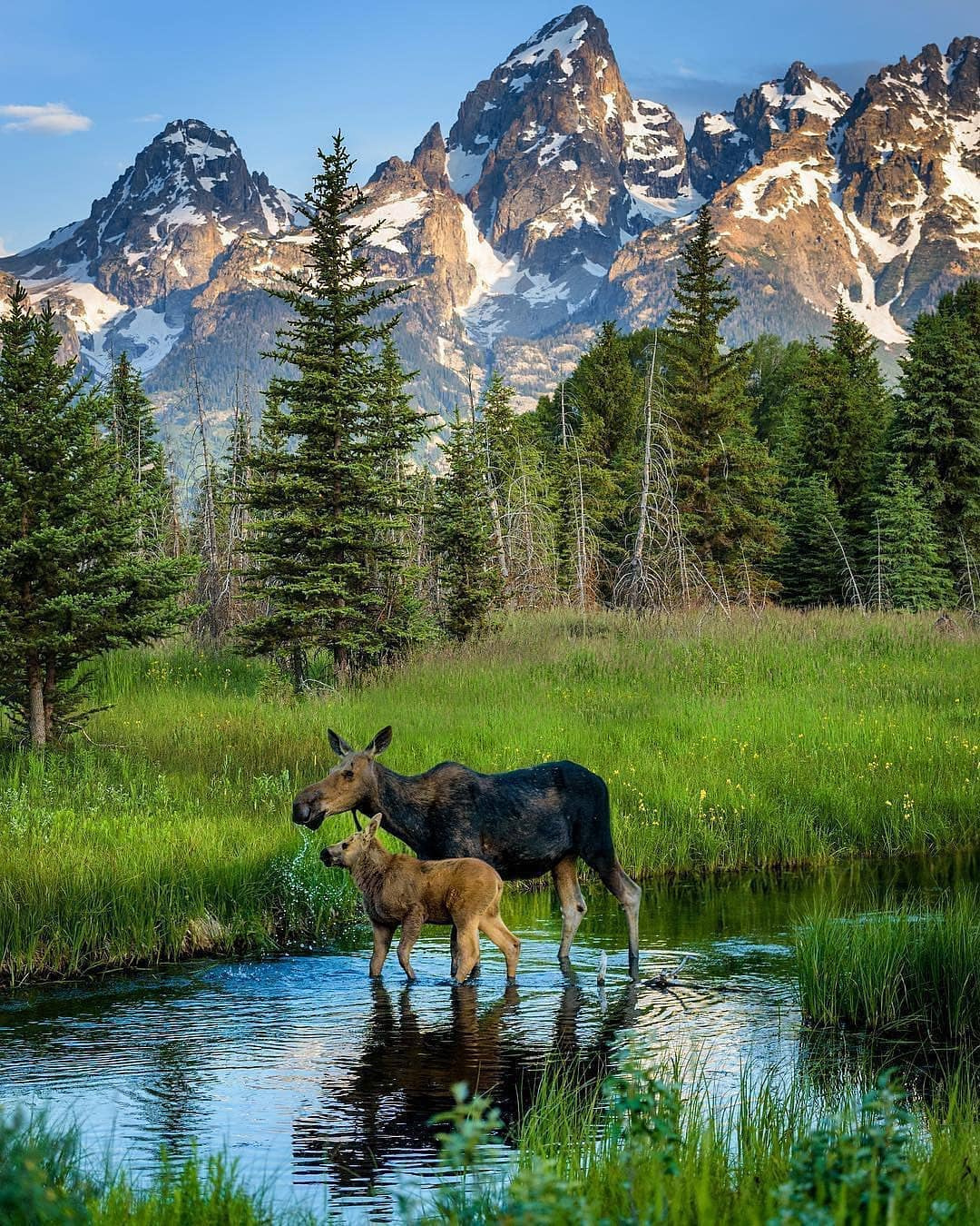 beauty of nature - Grand Teton, Elk, Nature