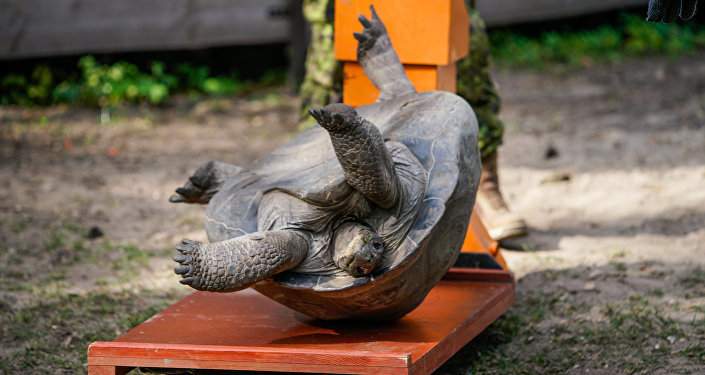 Photos that show the lengths to which zoo animals must be weighed - The photo, Animals, Weighing, Longpost, ADME