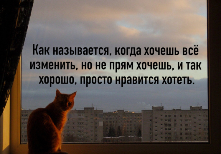 So I don't know - Picture with text, cat