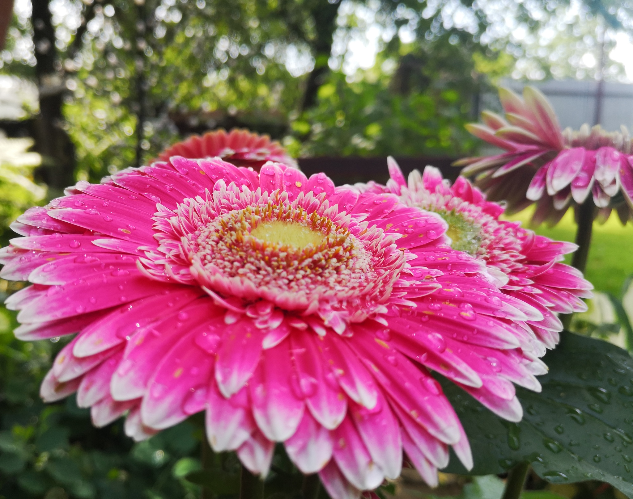 Gerbera - My, Mobile photography, Gerberas, Flowers, Huawei P20