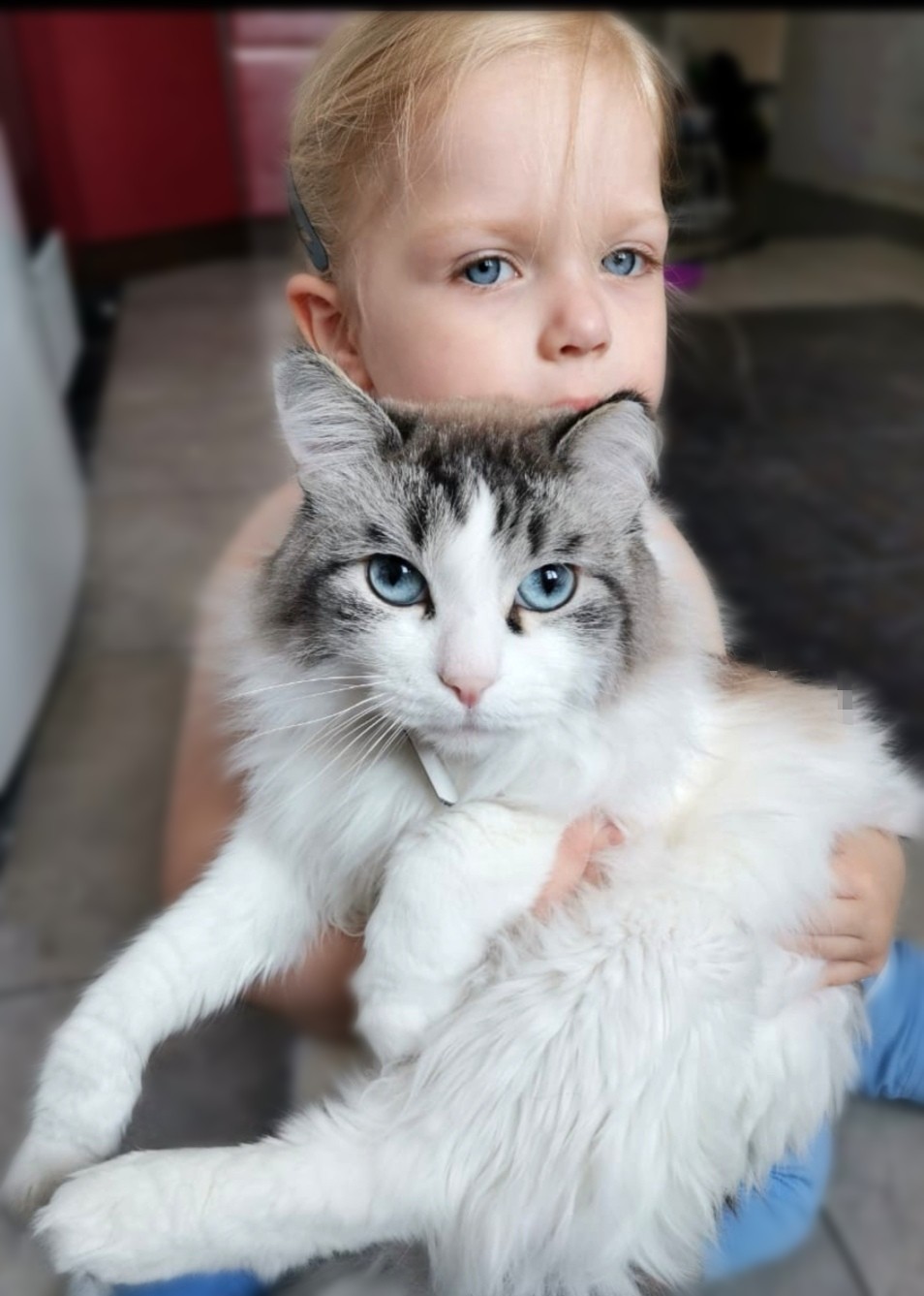 Blue eyes - My, Fluffy, Blue eyes, cat, Children