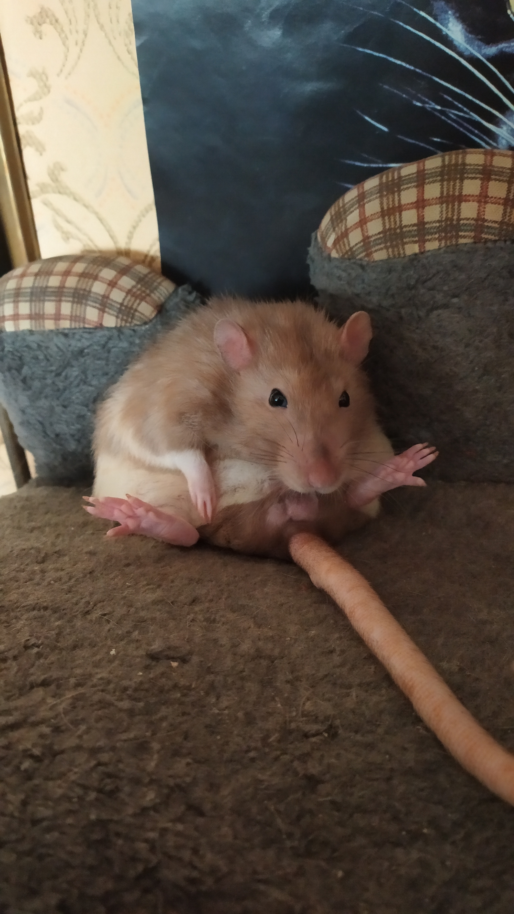 Rat everyday life #8 - My, Rat, Decorative rats, Animals, Longpost