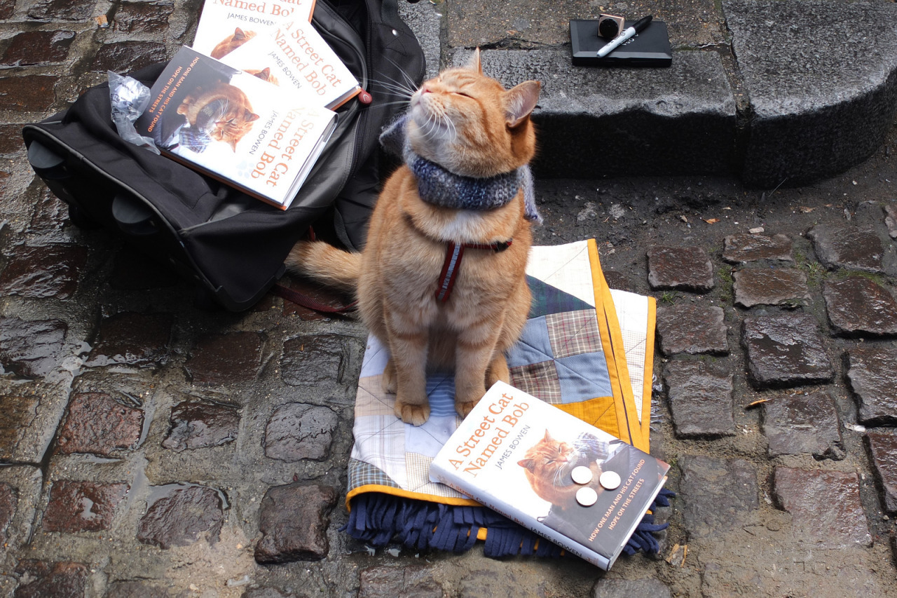 Bob went to the rainbow June 15, 2020 - Street cat named Bob, cat, Guitar, Interesting, Longpost