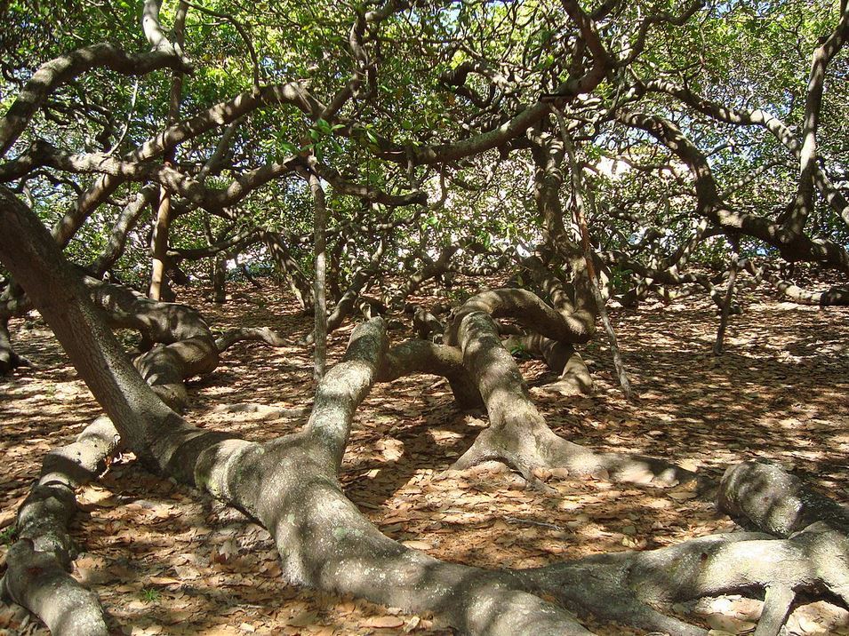 The cashew tree in Brazil looks like a miniature forest. - The national geographic, Brazil, Nature, Cashew, Tree, Longpost