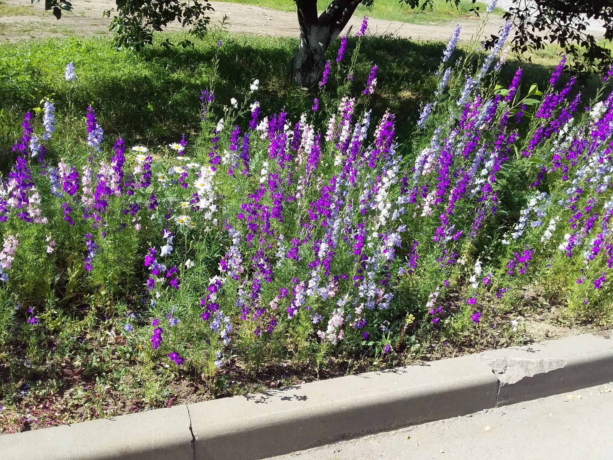 I ask flower lovers for help - My, Moscow region, beauty