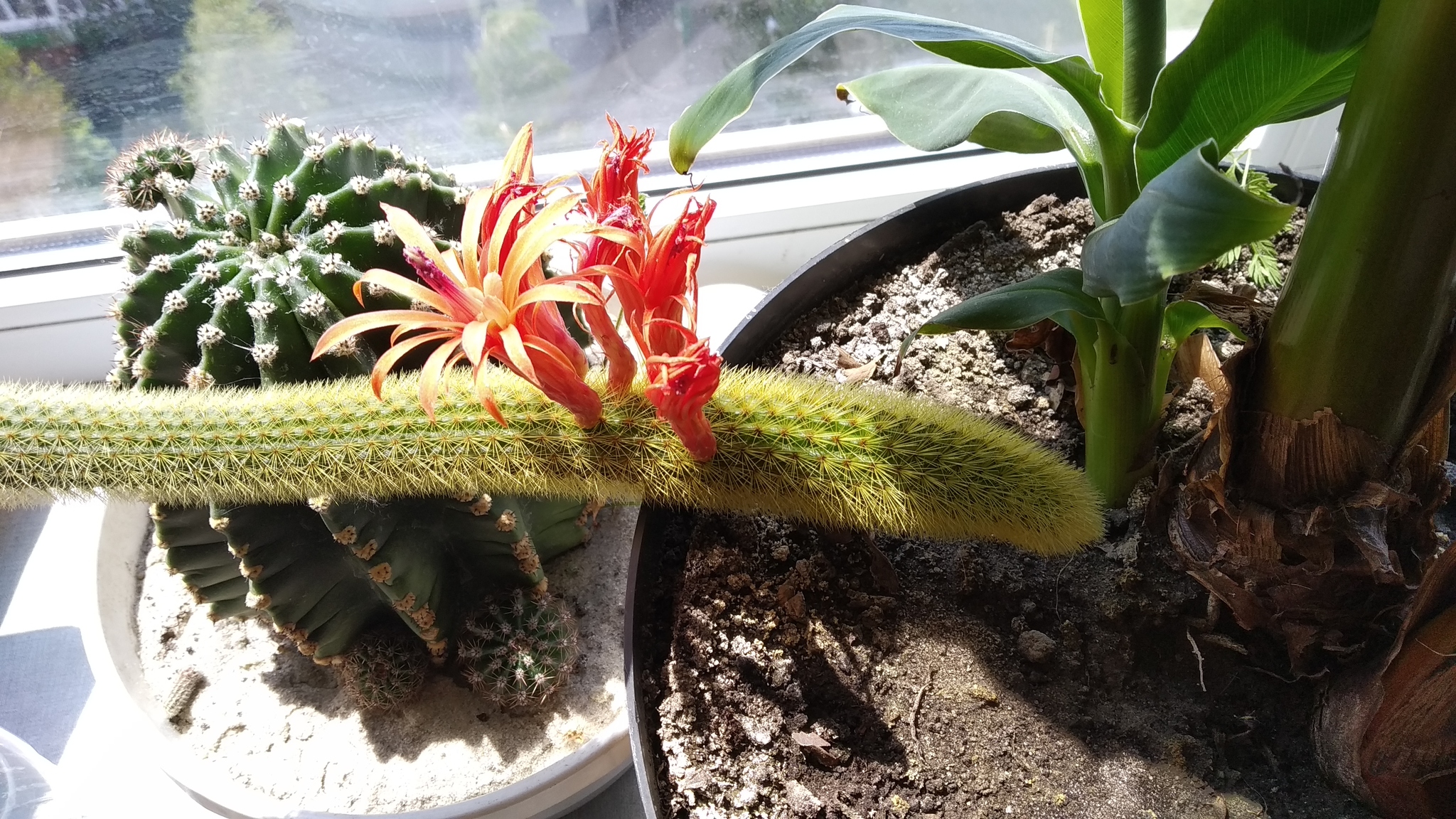 Pikabushnik cactus - My, Cactus, Blooming cacti, 49 and 5, Longpost