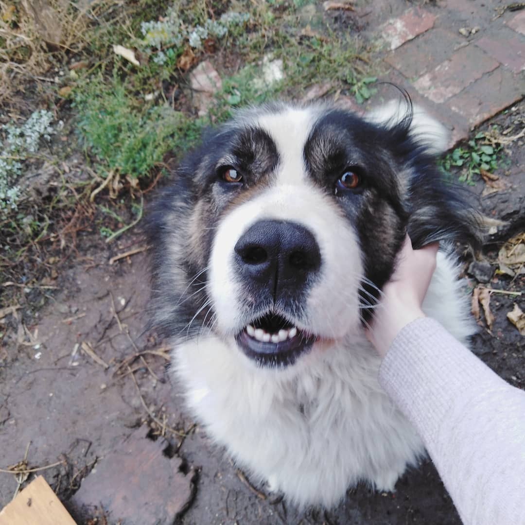 Reply to the post. About Syoma and fountains - My, Reply to post, Caucasian Shepherd Dog, Fountain, Torment, Mat, Longpost, Dog