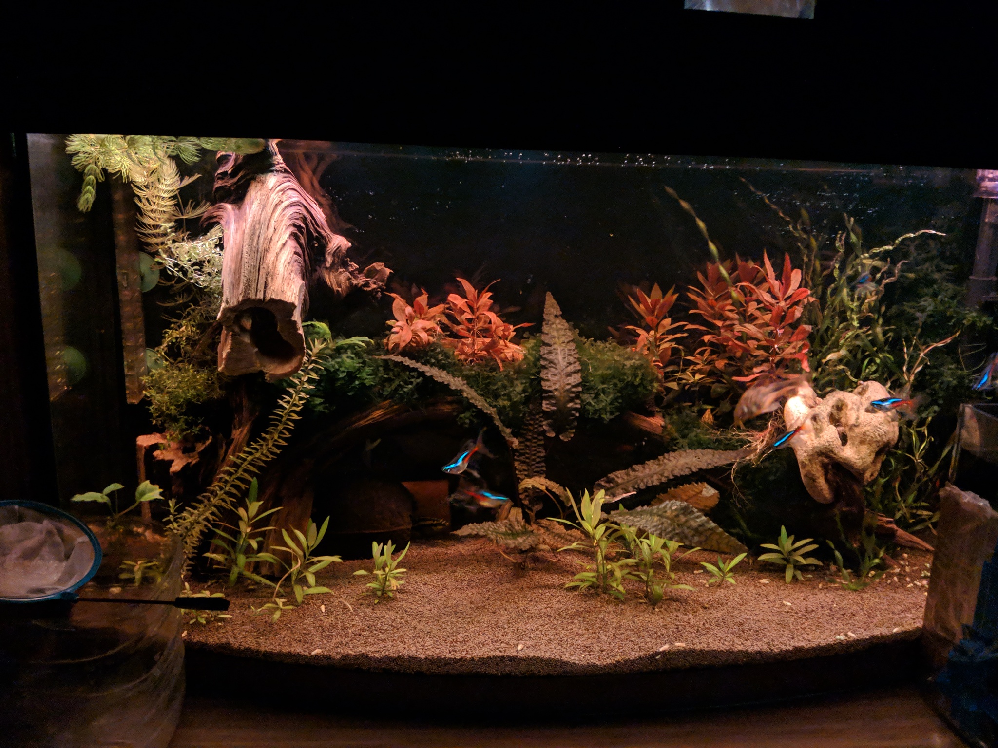 New driftwood for the aquarium - My, Aquarium, Snag, Longpost