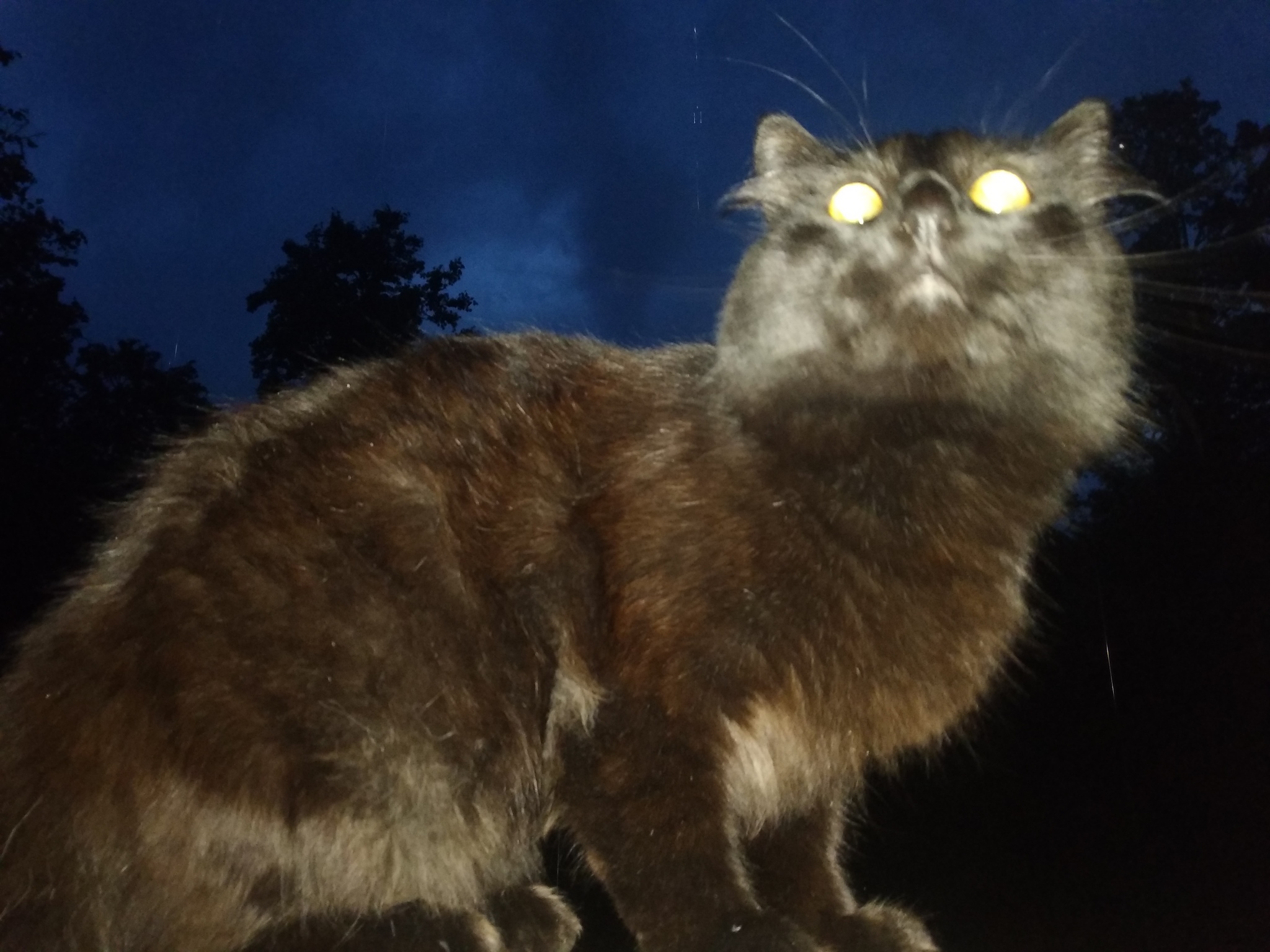 The thunderstorm has begun - My, Thunderstorm, Black cat, cat, Pets