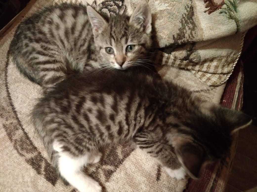 Trix and Ellie are looking for a home - My, cat, Kittens, In good hands, Longpost, No rating, Moscow, Moscow region