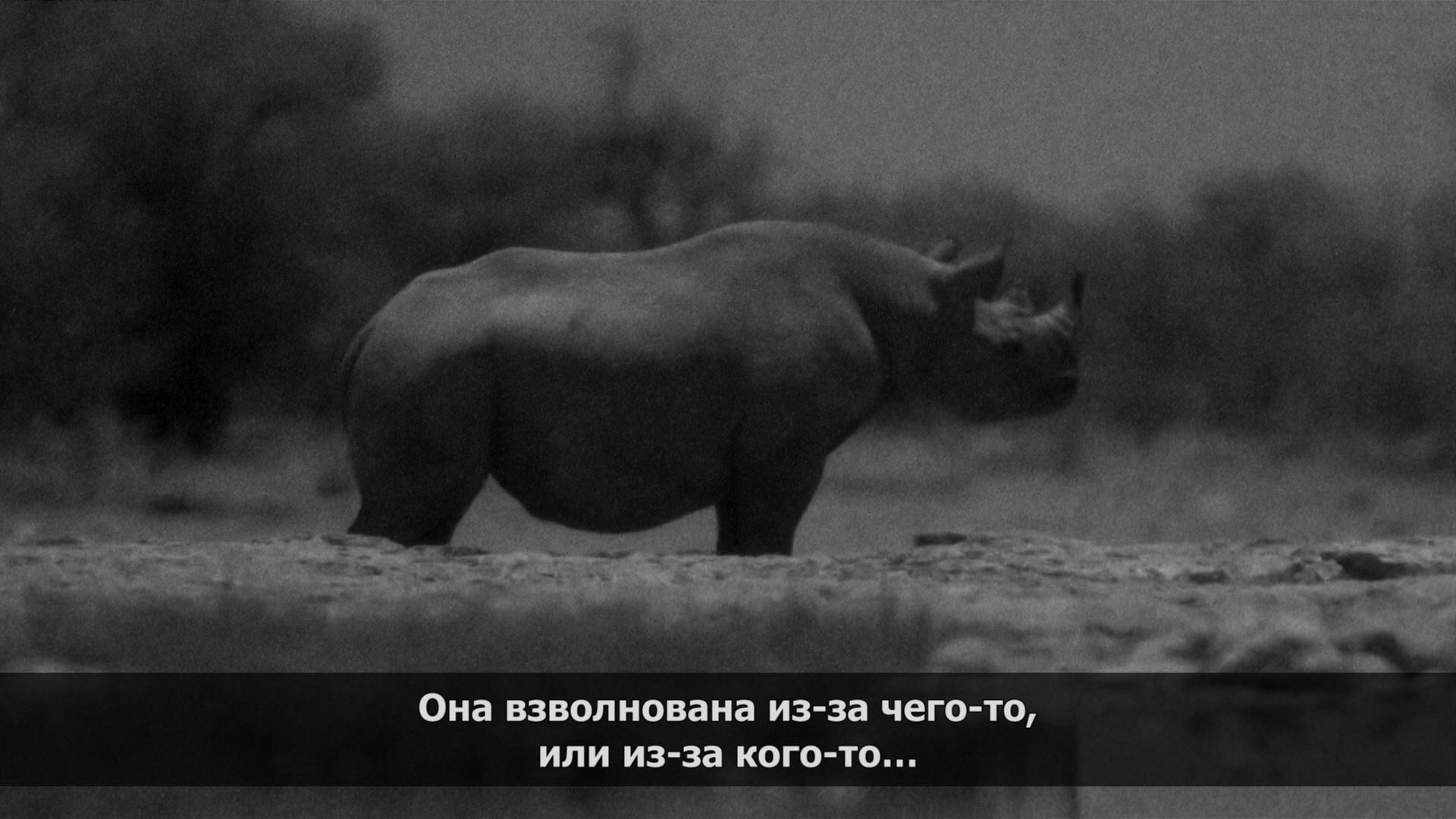 Savvy - Serials, Africa, Rhinoceros, Storyboard, 2013, Animals, Longpost