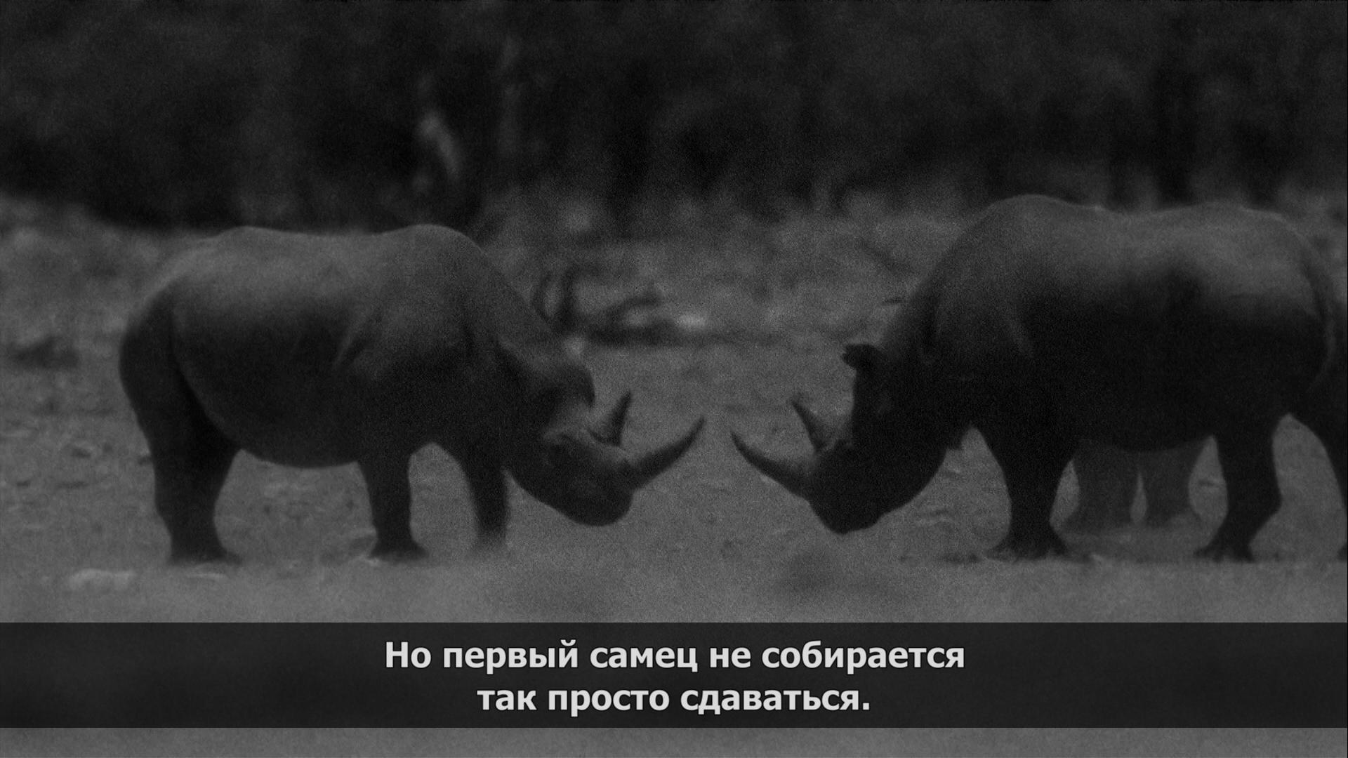 Savvy - Serials, Africa, Rhinoceros, Storyboard, 2013, Animals, Longpost