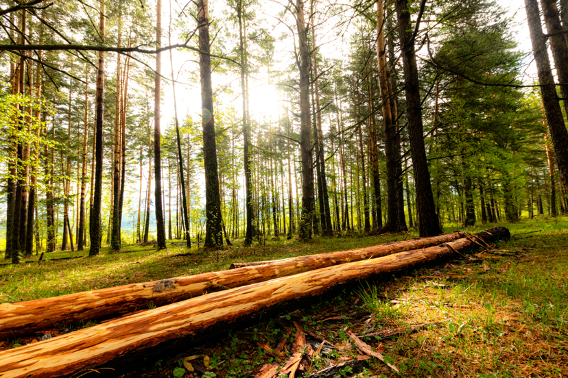 Morning in the forest. Logging. Bashkortostan. 2020 - My, Forest, Bashkortostan, Morning, Nature