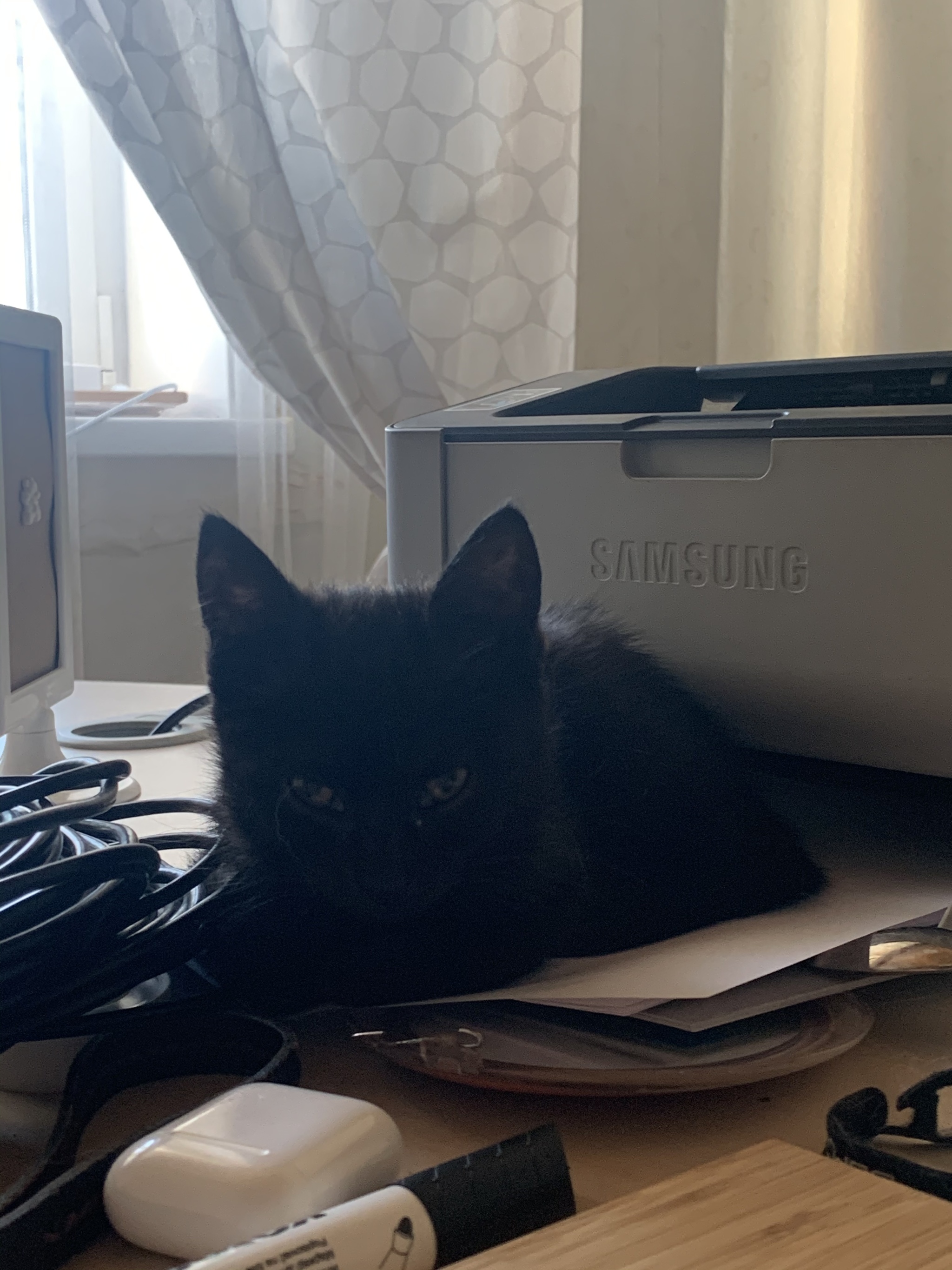 Affectionate black kitten in good hands. Izhevsk - My, cat, In good hands, No rating, Longpost, Video, Izhevsk