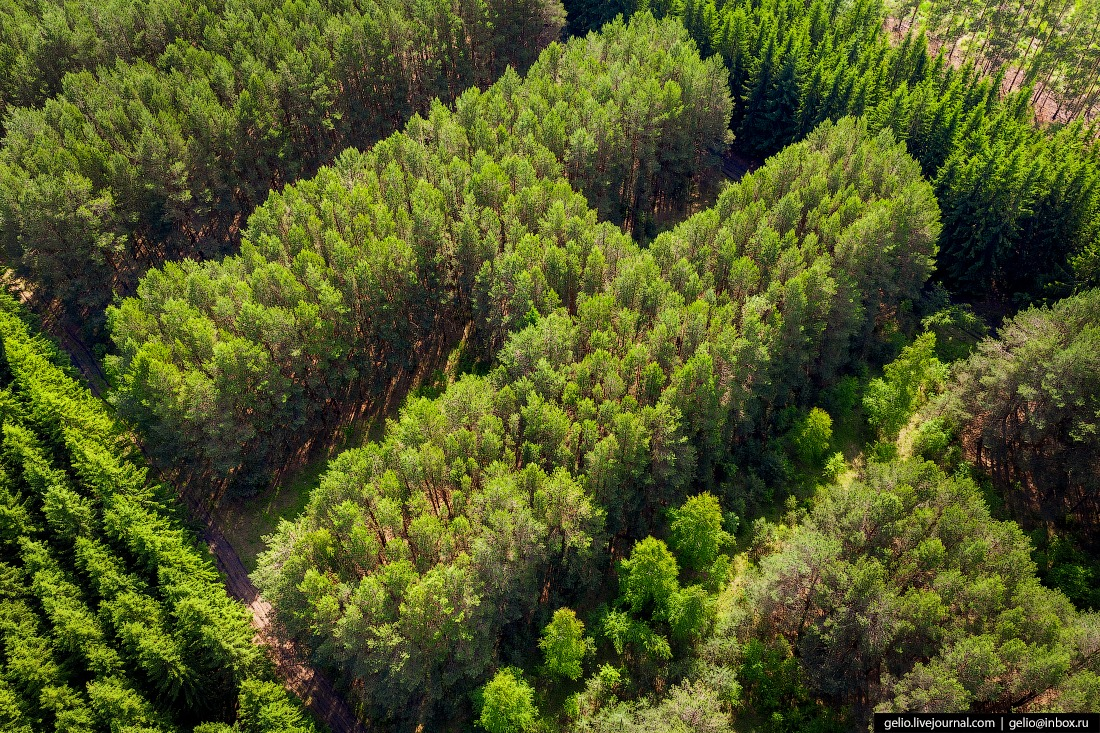 LENIN from pines and spruces - Lenin, Geoglyphs, Pine, Longpost