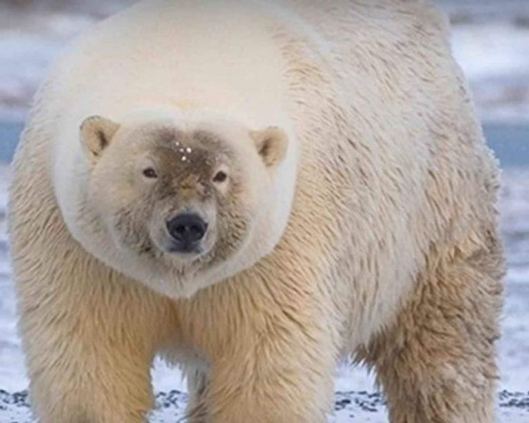 Hybrids of a grizzly bear and a polar bear are not exchanged for berries! - The Bears, Polar bear, Grizzly, Hybrid, Young, wildlife, Zoo, Crossbreeding, Longpost