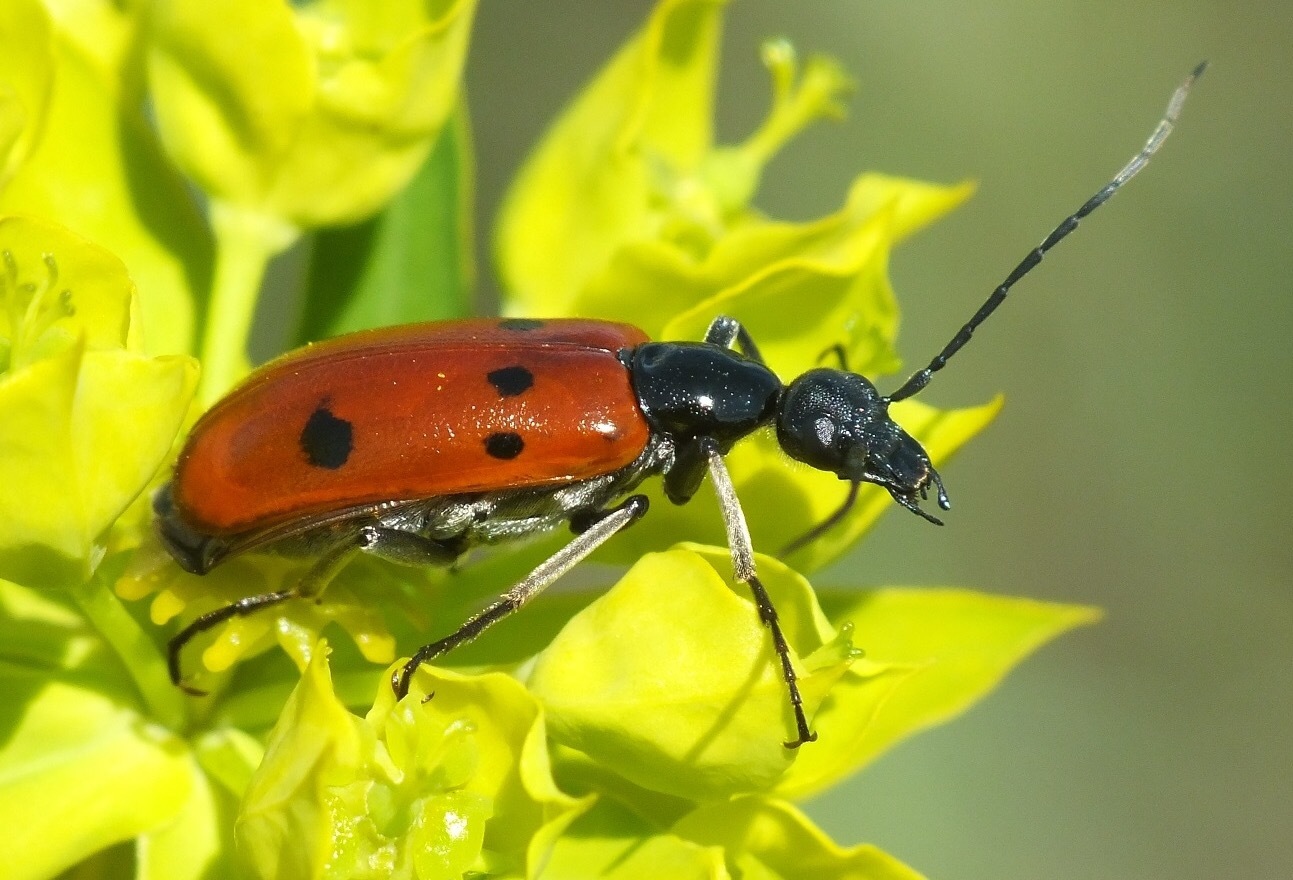 Which insects in central Russia are more dangerous than ticks? - Summer, Relaxation, Insects, Danger, I, Parasites, Middle band, Longpost