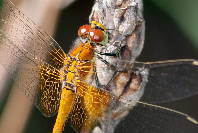 Dragonflies - My, Macro photography, Insects, Dragonfly, The photo