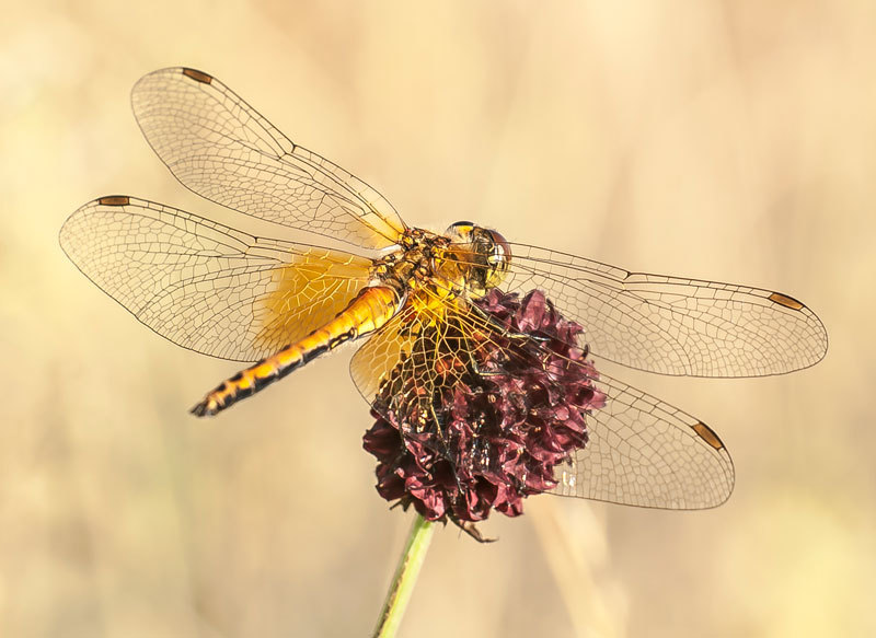 Dragonflies - My, Macro photography, Insects, Dragonfly, The photo