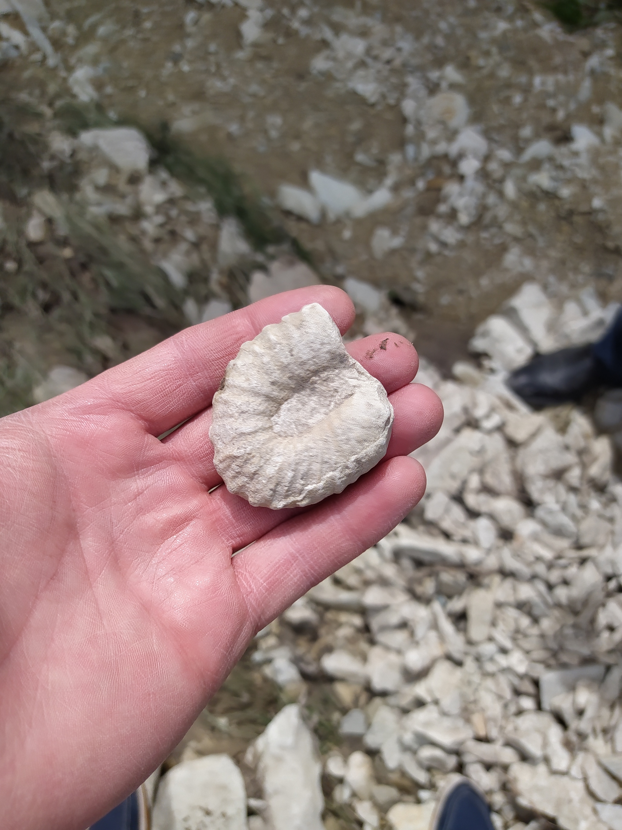 Continuation of the post “Fossils in the ravine” - My, Bones, Fossils, Archeology, Paleontology, The mountains, Dagestan, Reply to post, Longpost