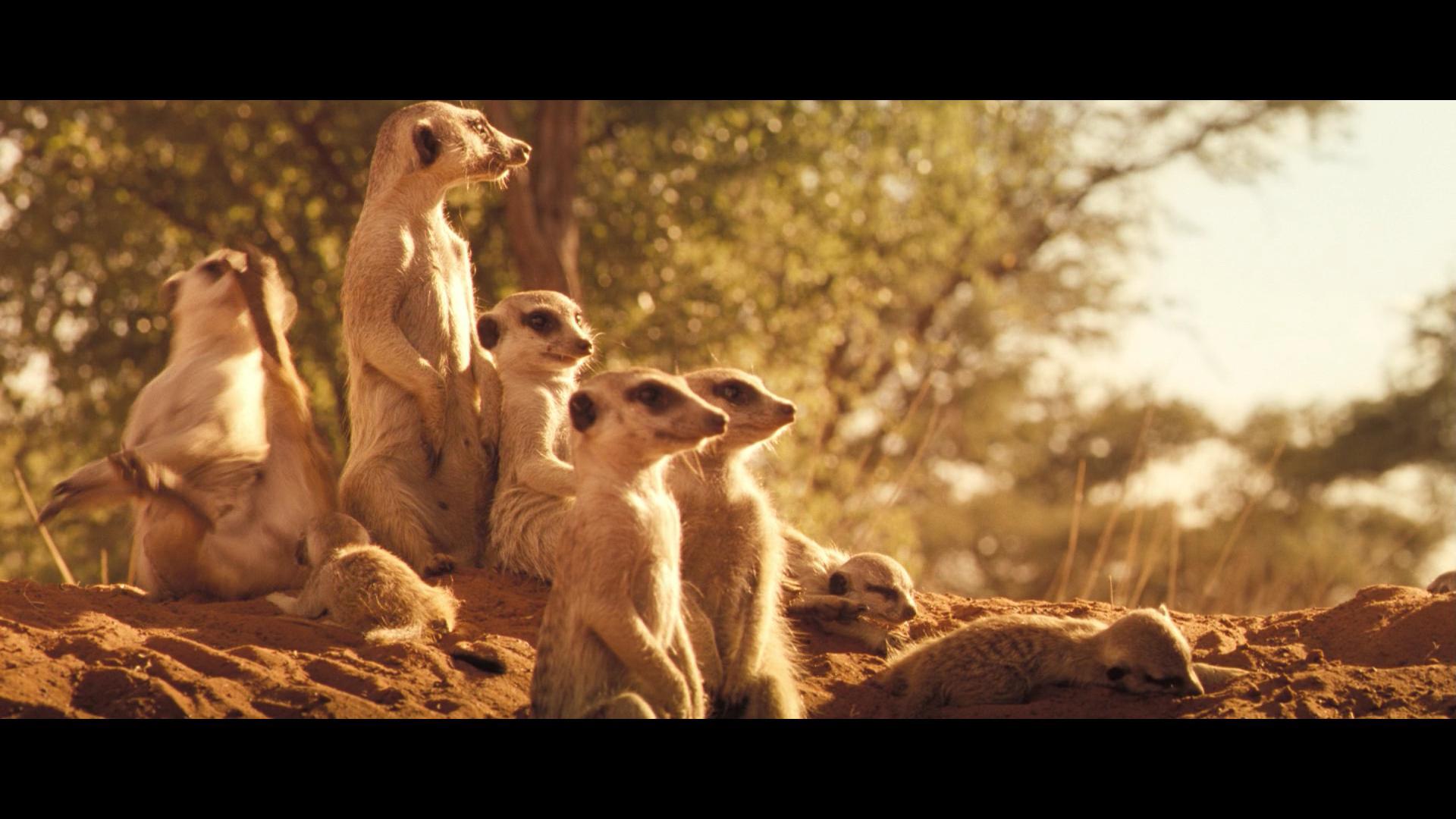 Heat - Serials, Meerkat, Storyboard, Heat, Sleep in the afternoon, Longpost