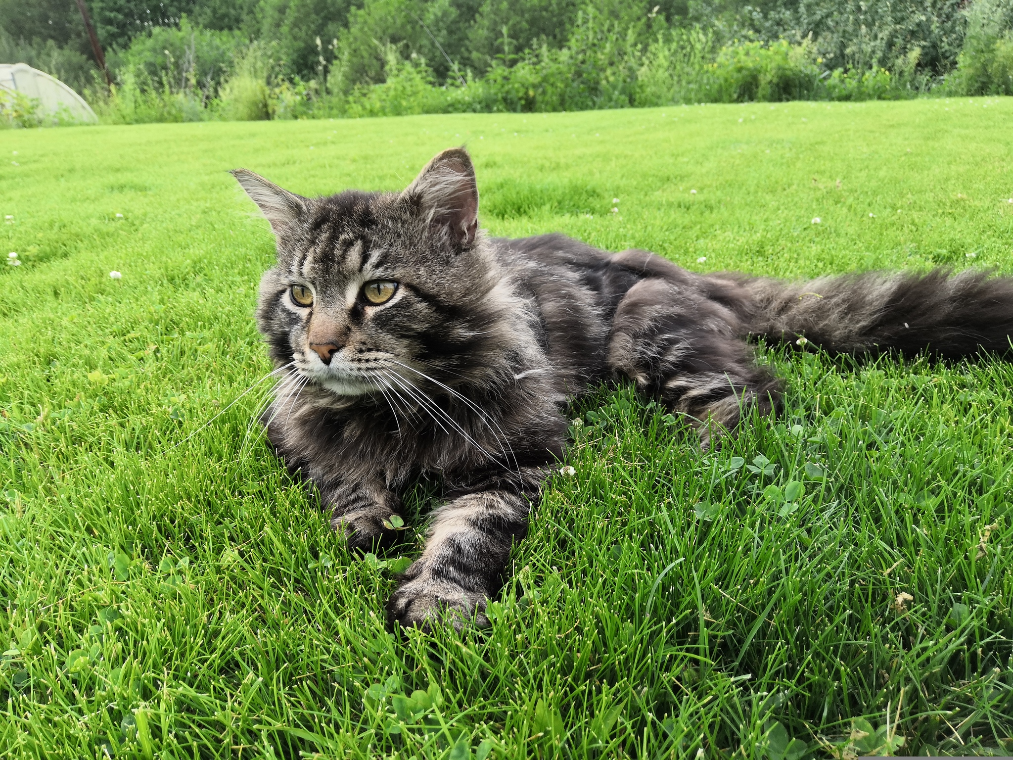 Surprise - Kittens, In good hands, Unexpected, Maine Coon, Longpost, cat, Moscow region, Monino, No rating