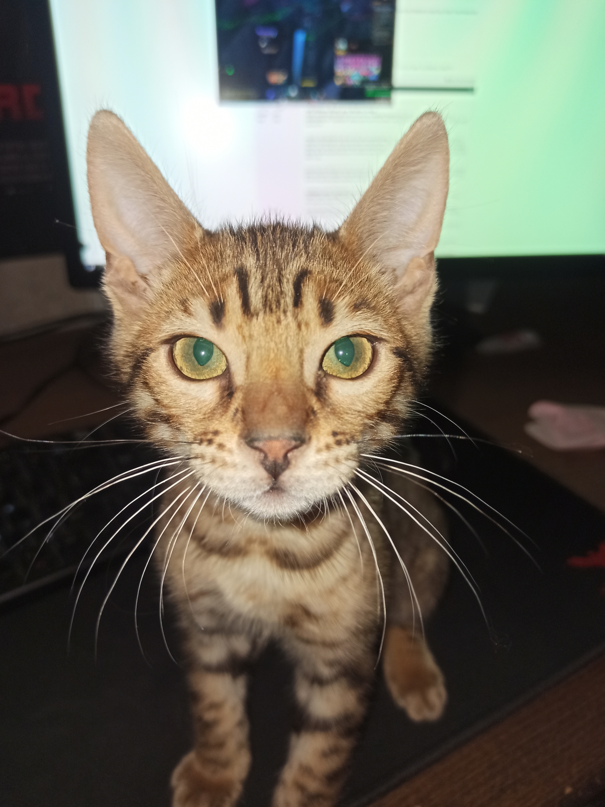 Stop playing, the bowl won't fill itself... - My, Night, Bengal cat, cat