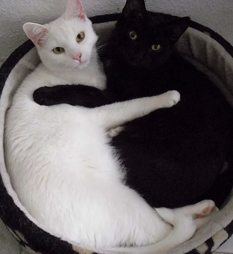 Yin Yang? -Kotyan! - cat, Yin Yang