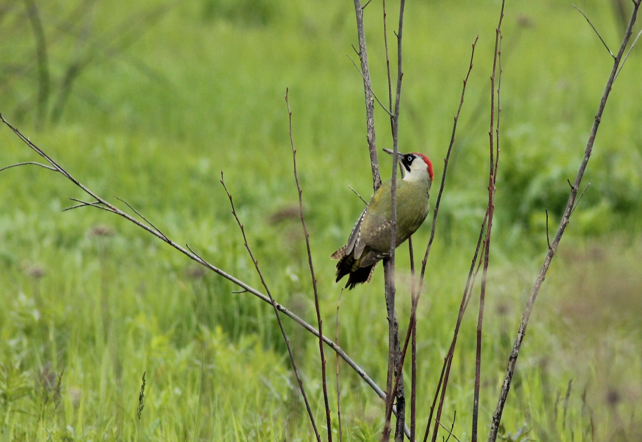 Nature has become so clean... - My, Birds, Woodpeckers, Red Book, Nature, The photo, Beginning photographer