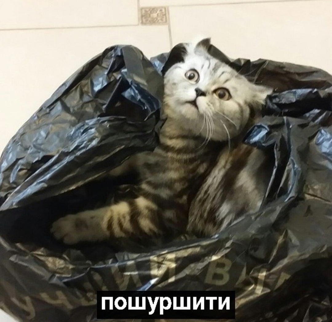 Следующую принеси. Кот шуршит пакетом. Шуршащий пакет. Кот и шуршащий пакетик. Шуршание пакета.