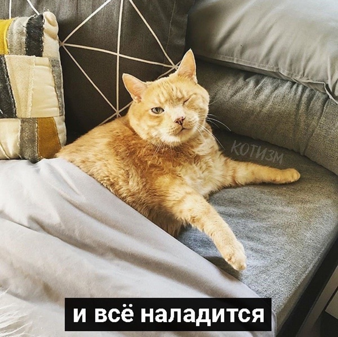 What to do if you feel sad. Tips from cats: - cat, Sadness, Picture with text, Longpost