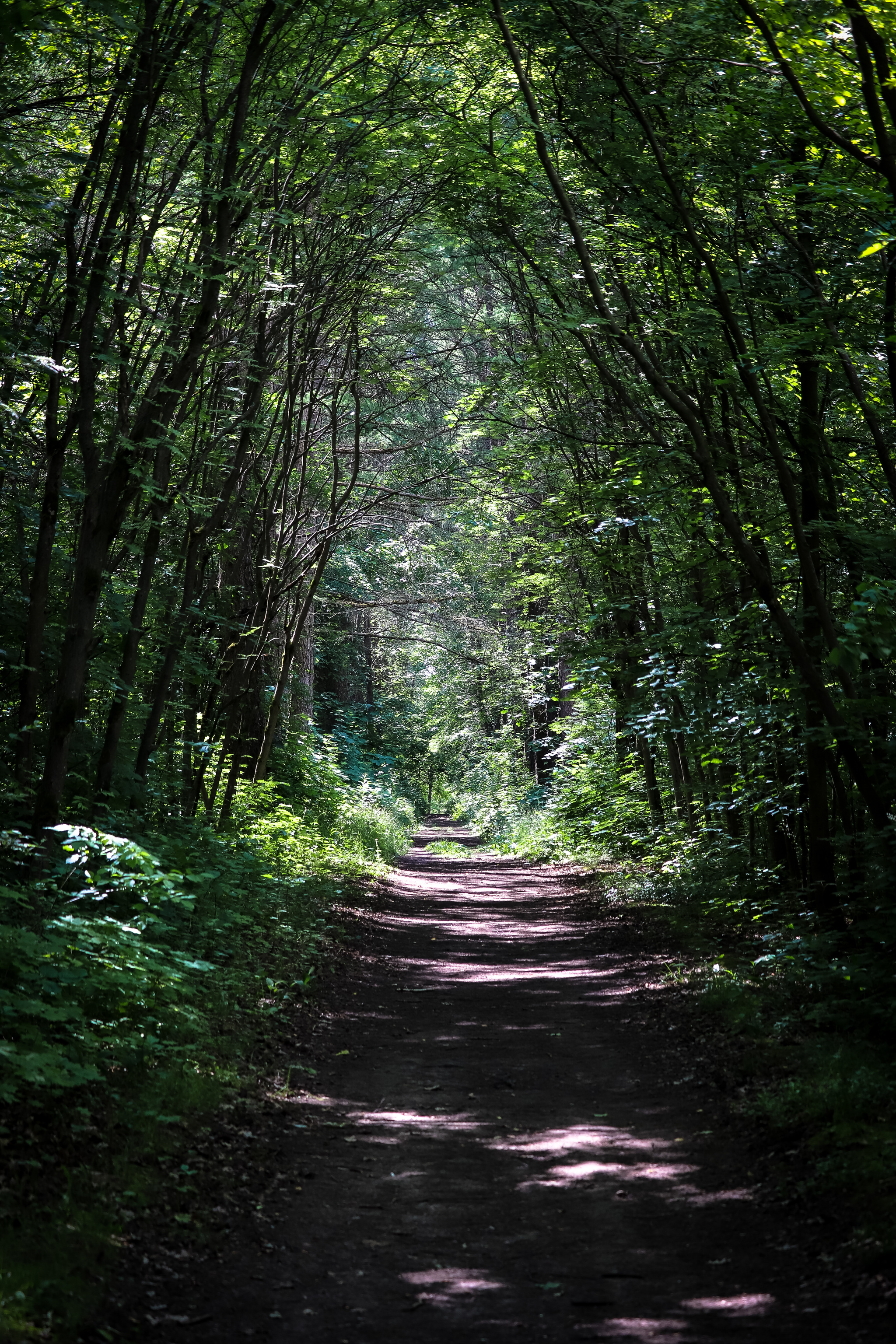 Summer - My, The photo, Nature, Summer, Longpost