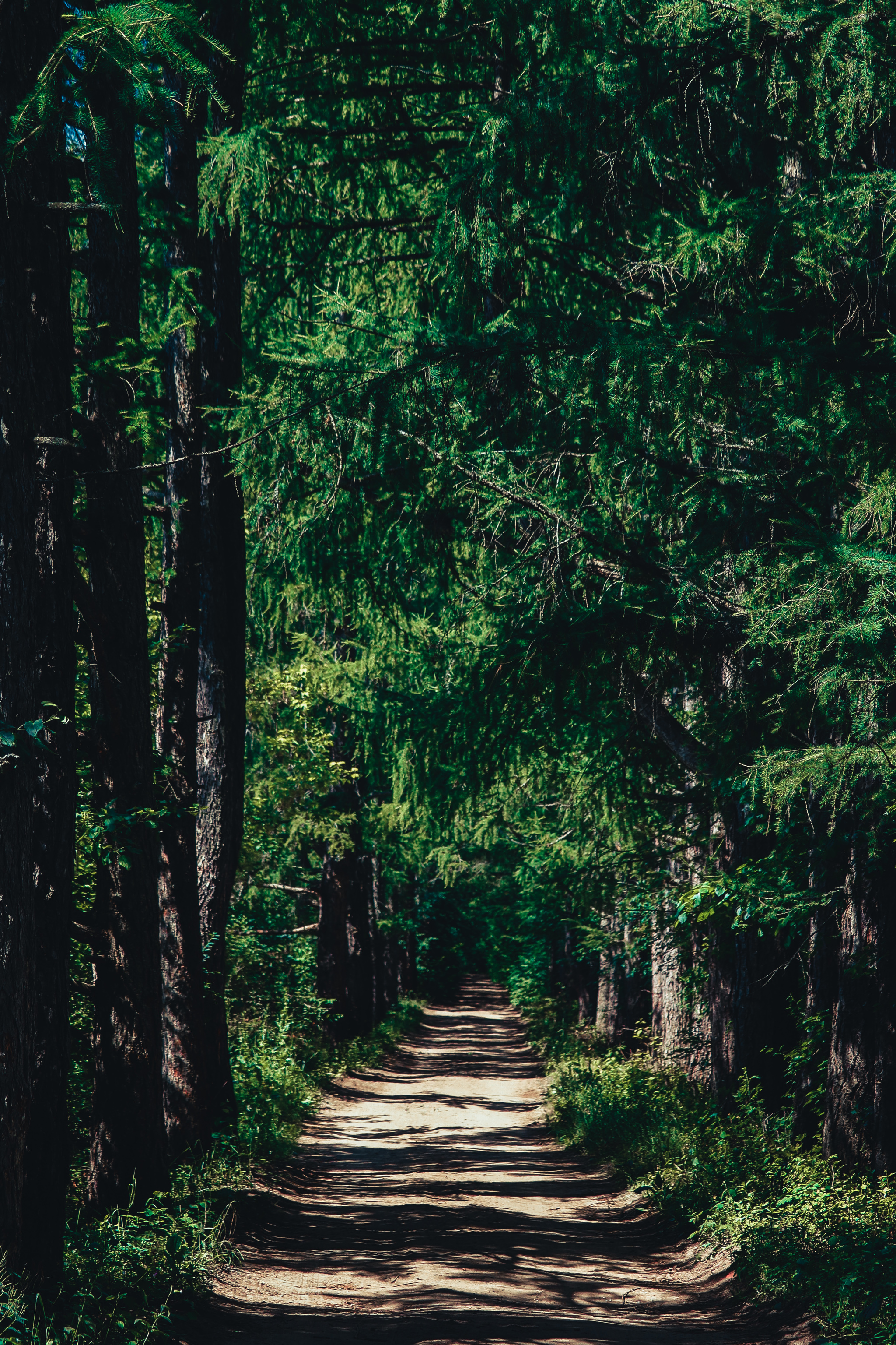 Summer - My, The photo, Nature, Summer, Longpost