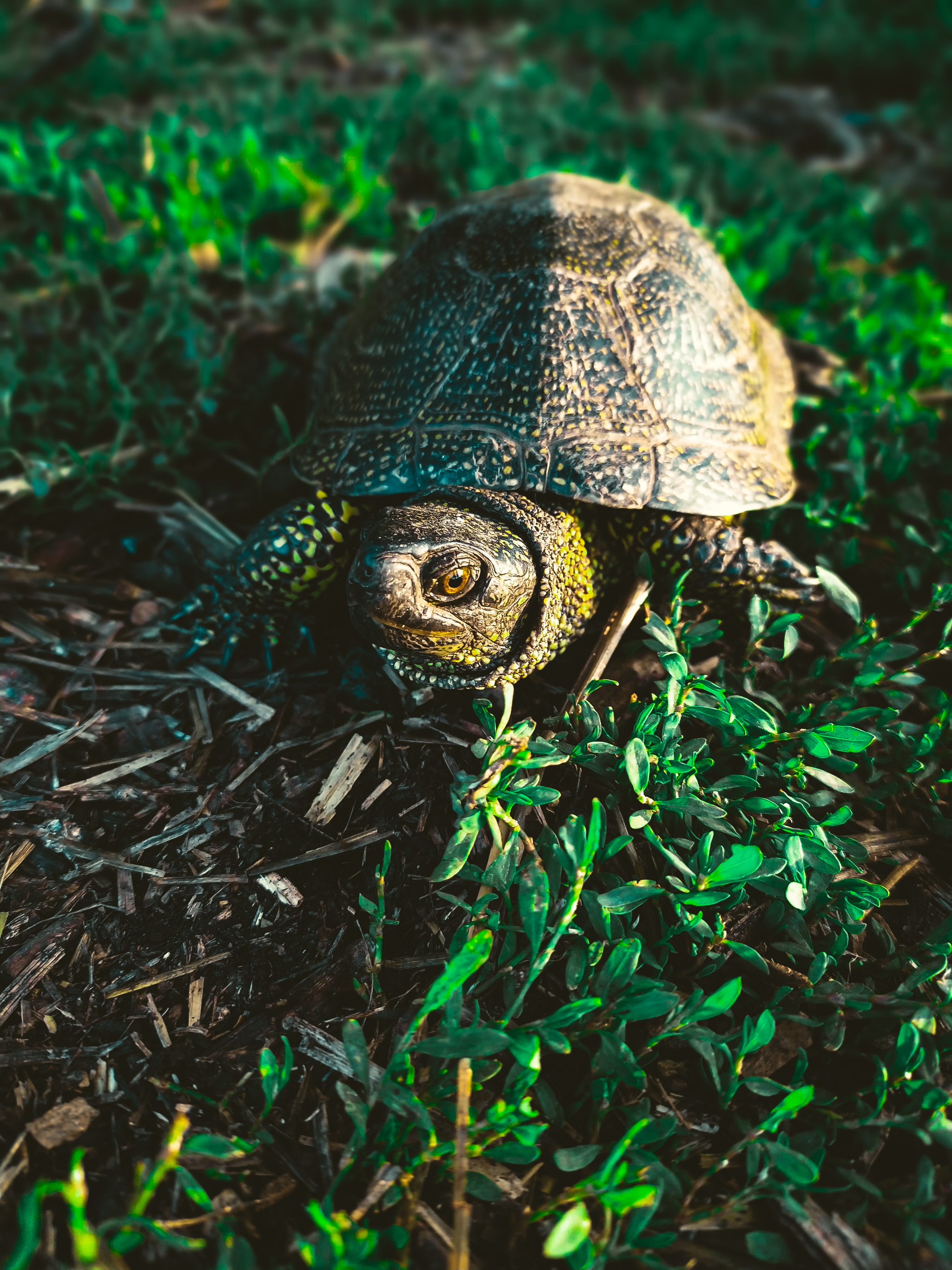 Cheburashka ninja - Suddenly, Turtle