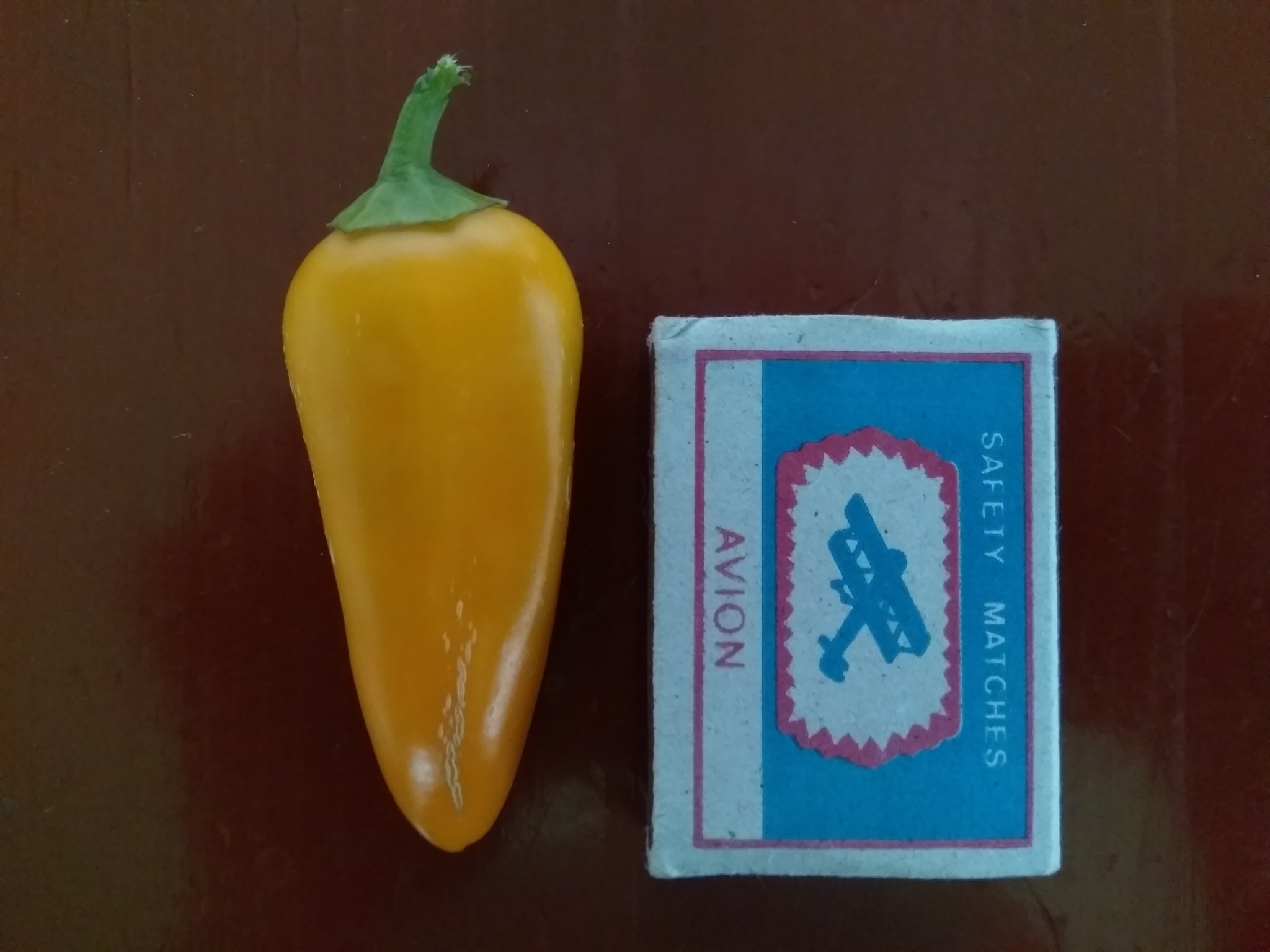 Sweet pepper on the balcony. The first one is ripe - My, Longpost, Pepper farming, Vegetable garden on the windowsill, Parents and children