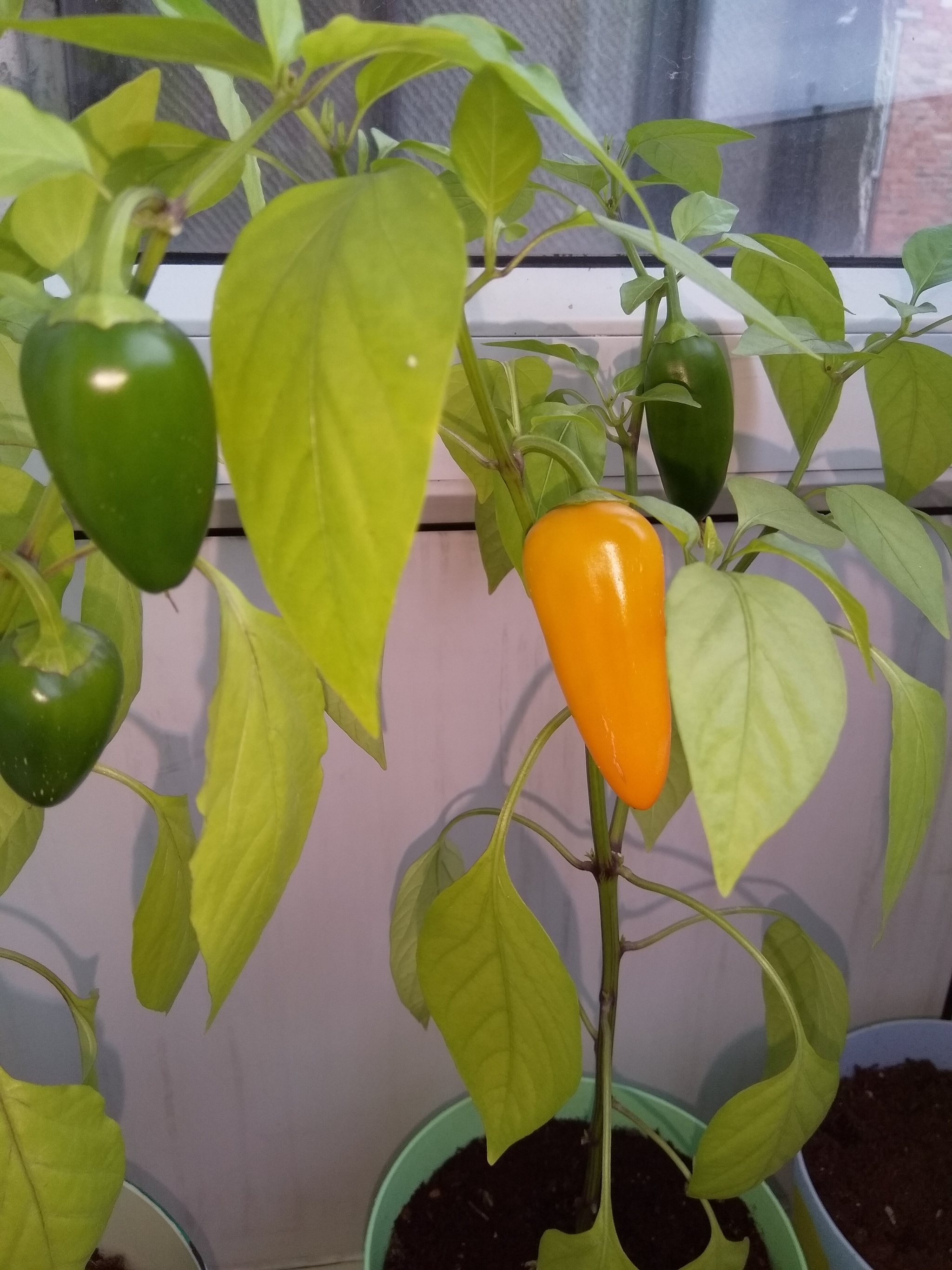 Sweet pepper on the balcony. The first one is ripe - My, Longpost, Pepper farming, Vegetable garden on the windowsill, Parents and children