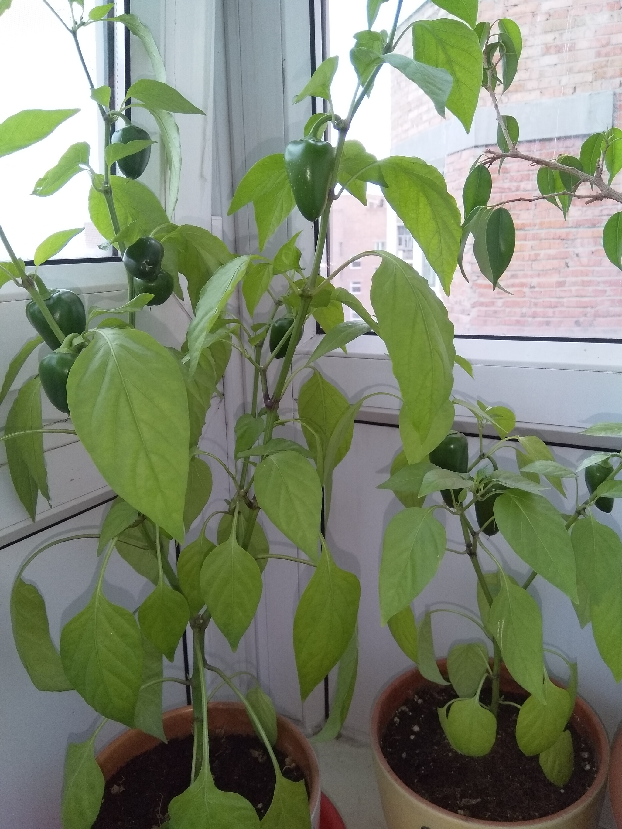 Sweet pepper on the balcony. The first one is ripe - My, Longpost, Pepper farming, Vegetable garden on the windowsill, Parents and children