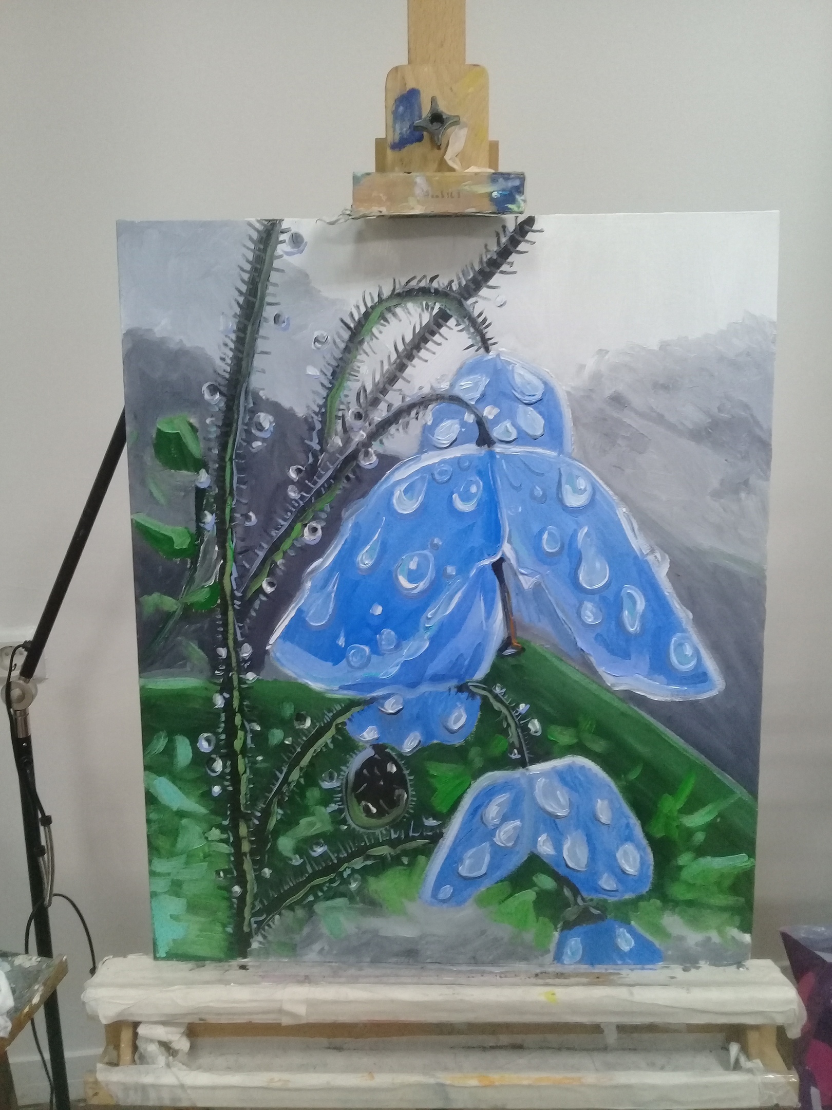 Himalayan poppy - My, Poppy, Butter, Painting, Nature, The mountains