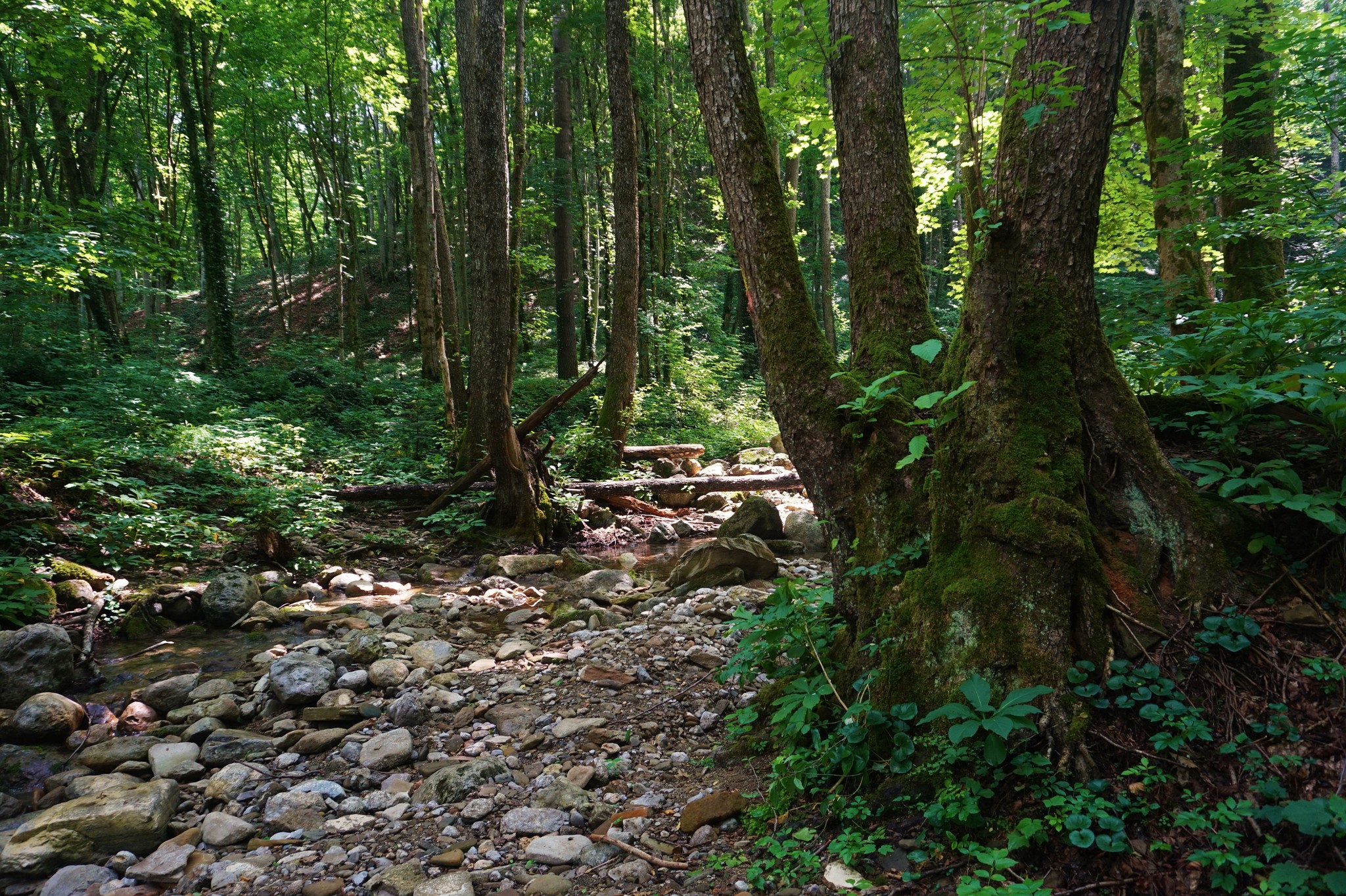 Walk to Kaverzinsky waterfalls - My, Hot Key, Краснодарский Край, Hike, Waterfall, Forest, Walk, Longpost