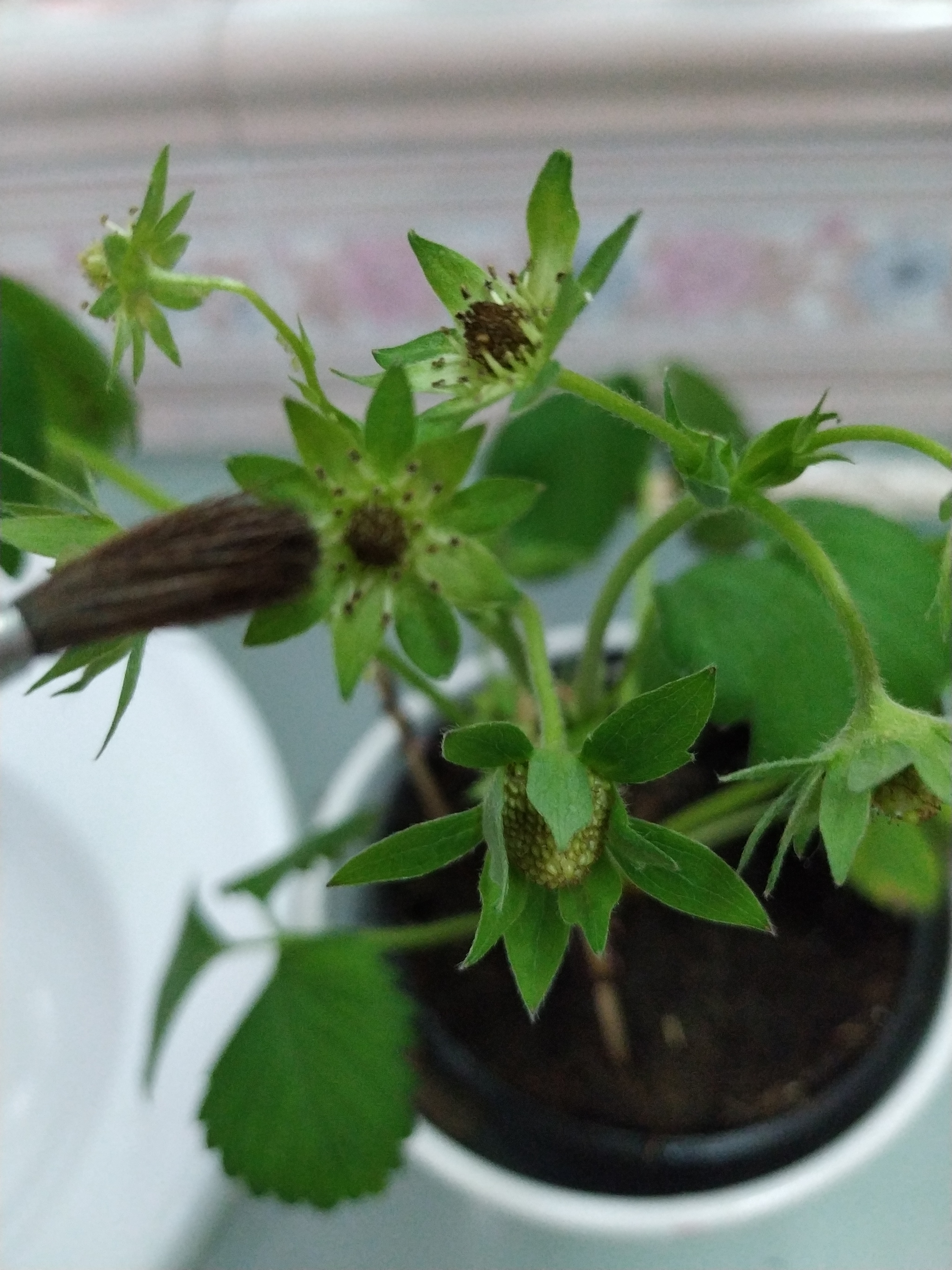 I don’t know why, but now I have homemade strawberries :) #2 - My, Strawberry (plant), Growing, Longpost, Vegetable garden on the windowsill, Plants