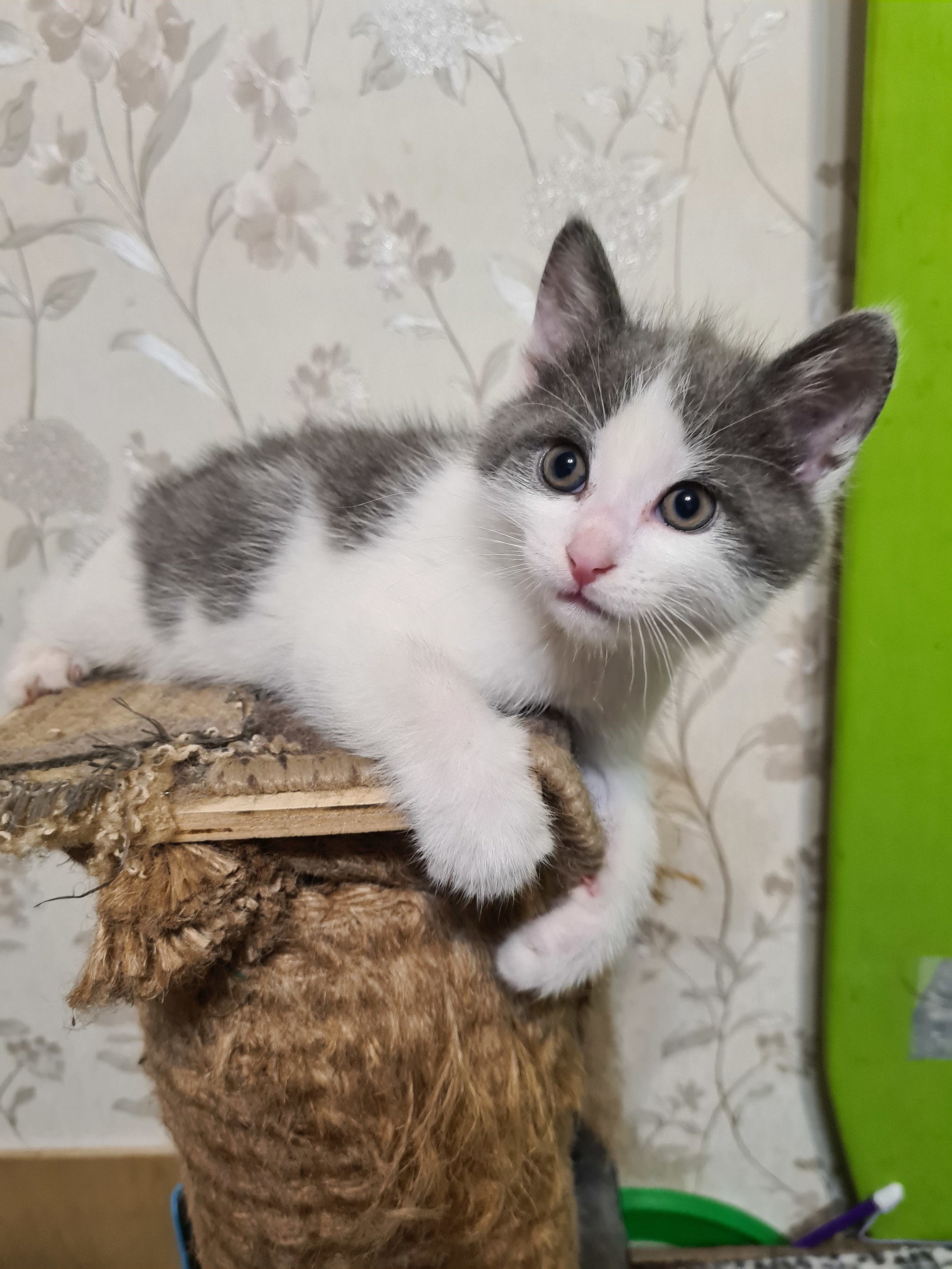 And again the kittens are looking for a home ;-) - My, Saint Petersburg, Leningrad region, Longpost, No rating, Kittens, Animal shelter, cat, In good hands