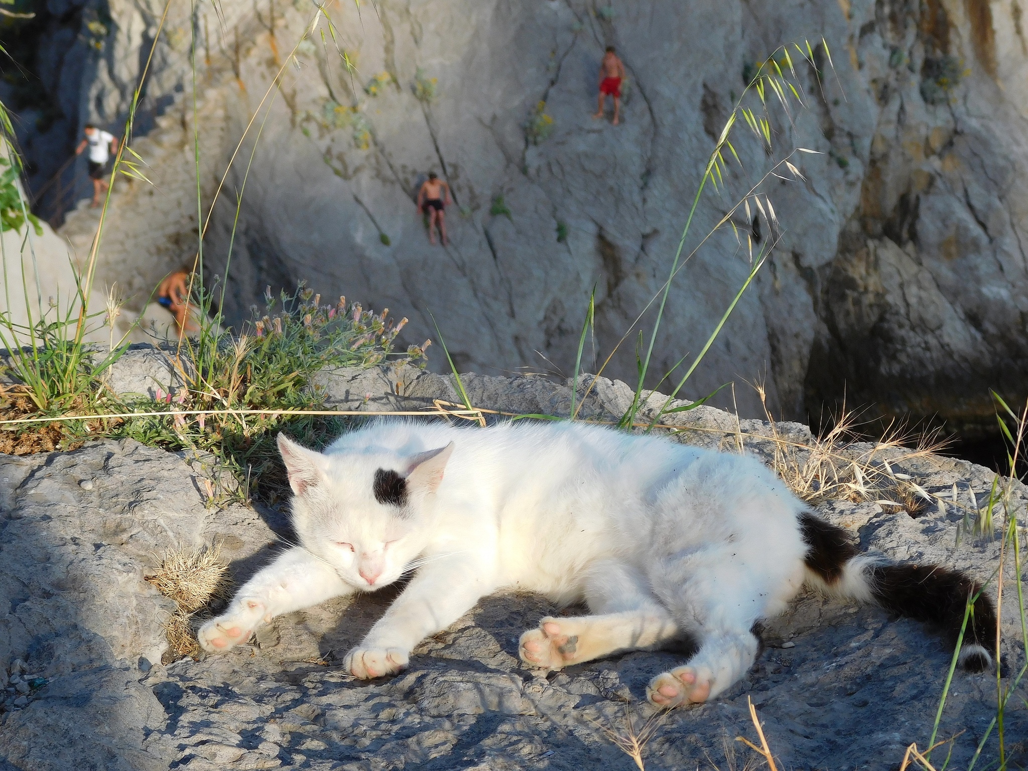 Морские Котики - Кот, Море, Фотография, Длиннопост, Симеиз