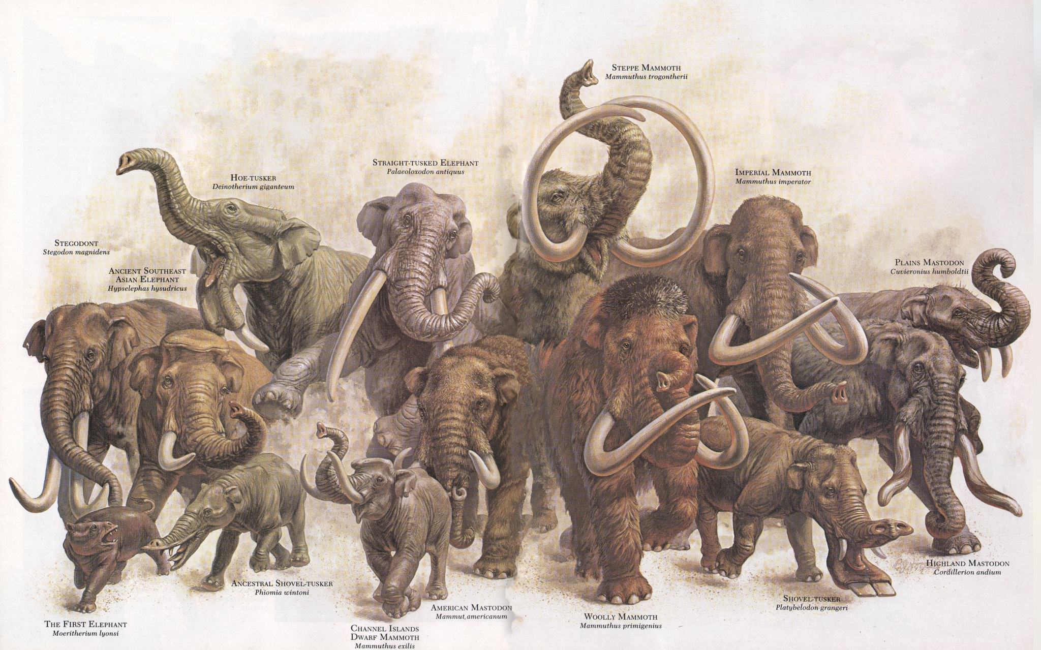 Diversity of proboscideans - Elephants, Mammoth, Biology, Animals, Paleontology