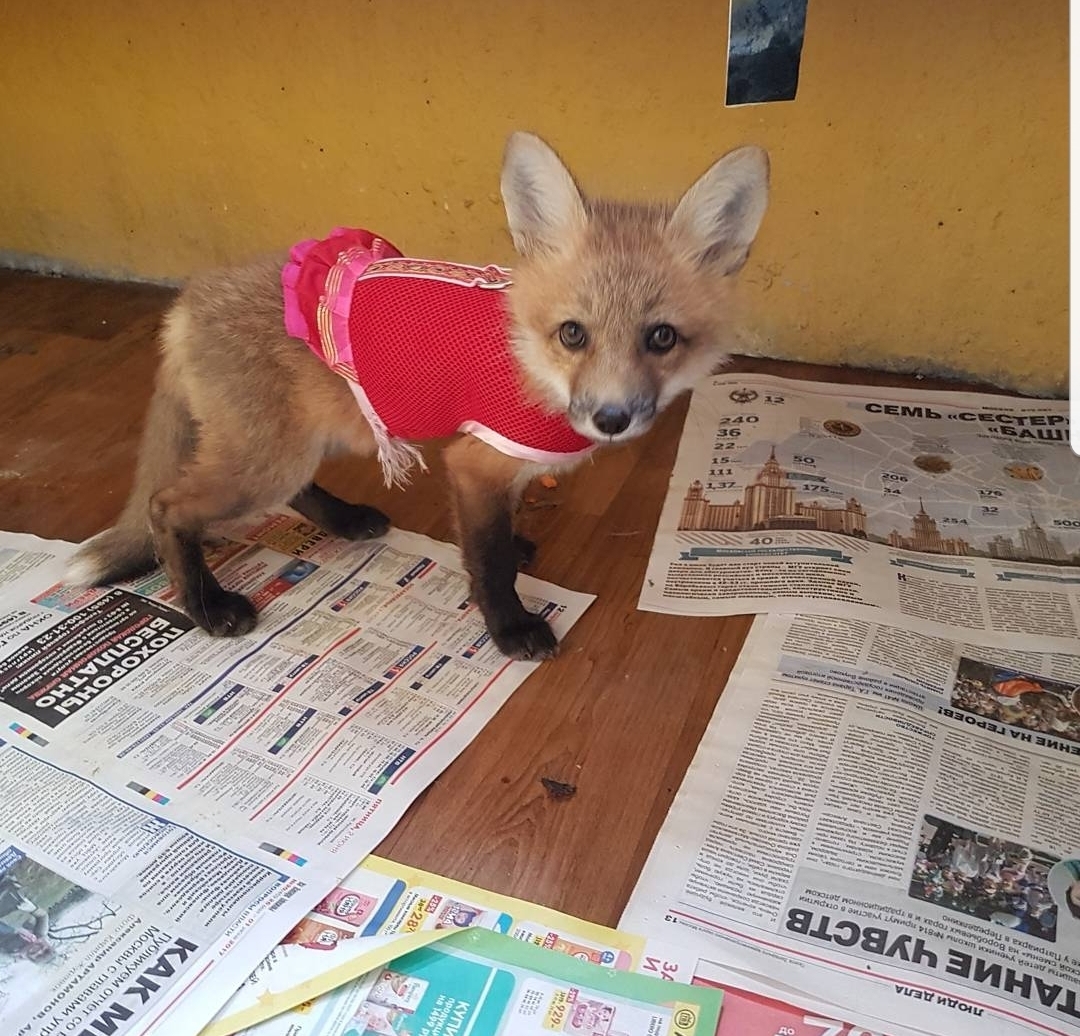 Dressed up and ready for a walk - My, Fox, Pets, Domestic fox, Longpost, Animals