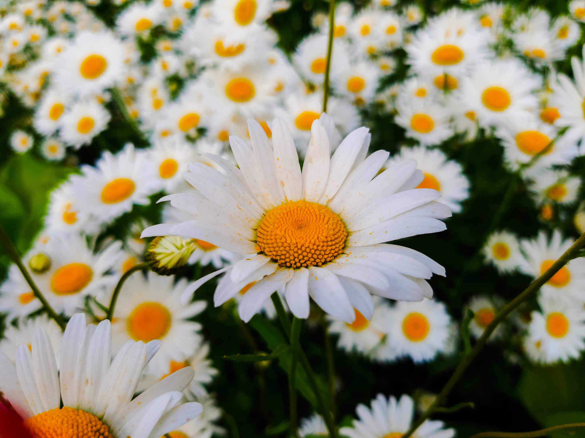 I'm tired of coming up with post titles :D - My, Flowers, Mound, Nature, Walk, Longpost