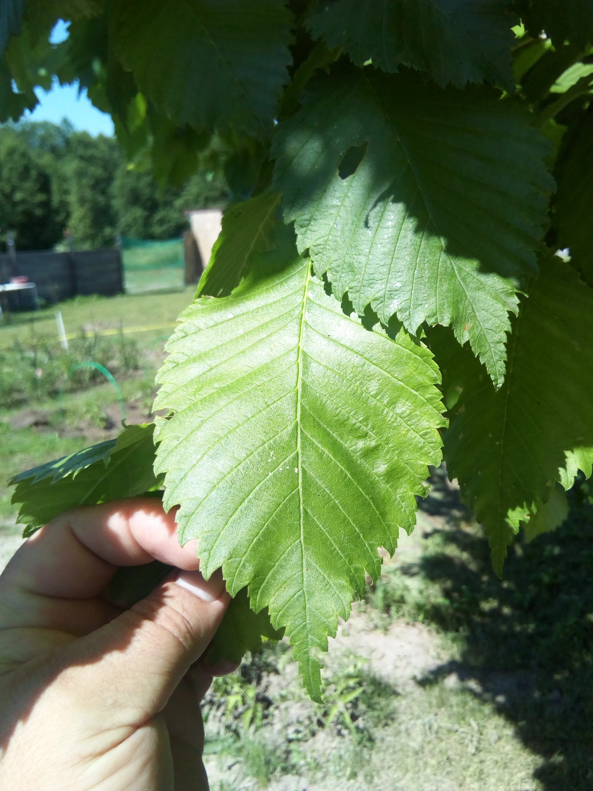 Power to peekaboo, I urge you! Help! - My, The strength of the Peekaboo, Tree, Botany, League of Nerds, No rating, Longpost