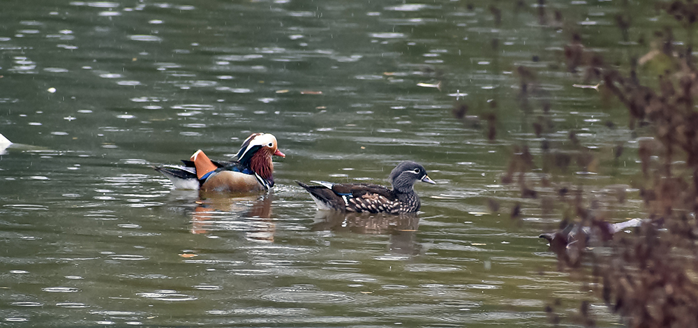 MANDARNINE - My, Ornithology, Duck, Red Book, Nature, Schelkovo, Birds, Story, Video, Longpost