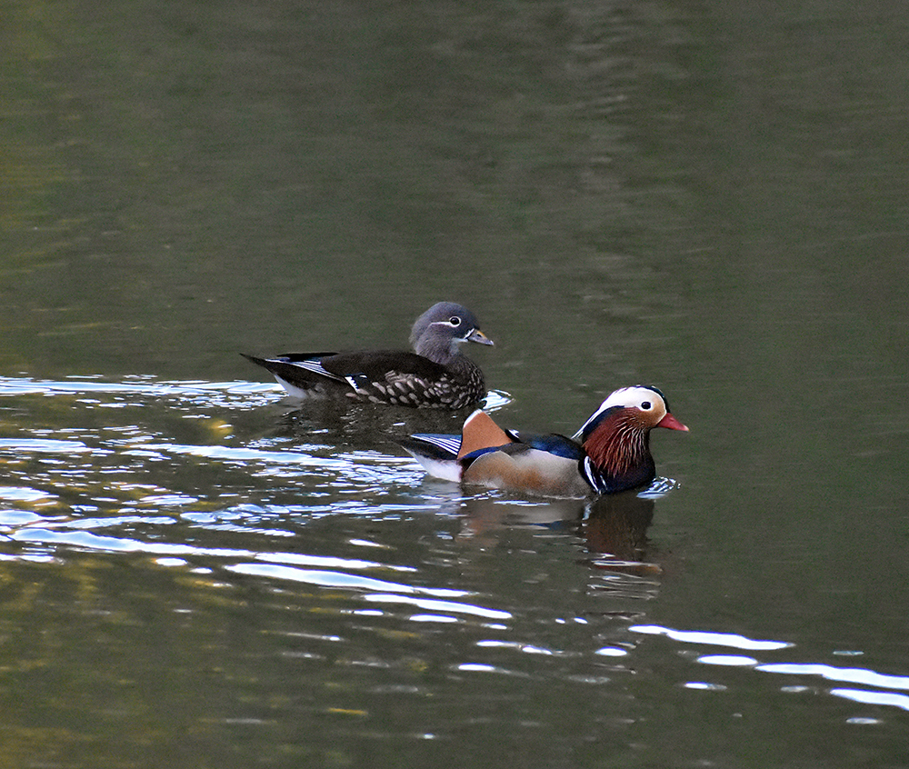 MANDARNINE - My, Ornithology, Duck, Red Book, Nature, Schelkovo, Birds, Story, Video, Longpost