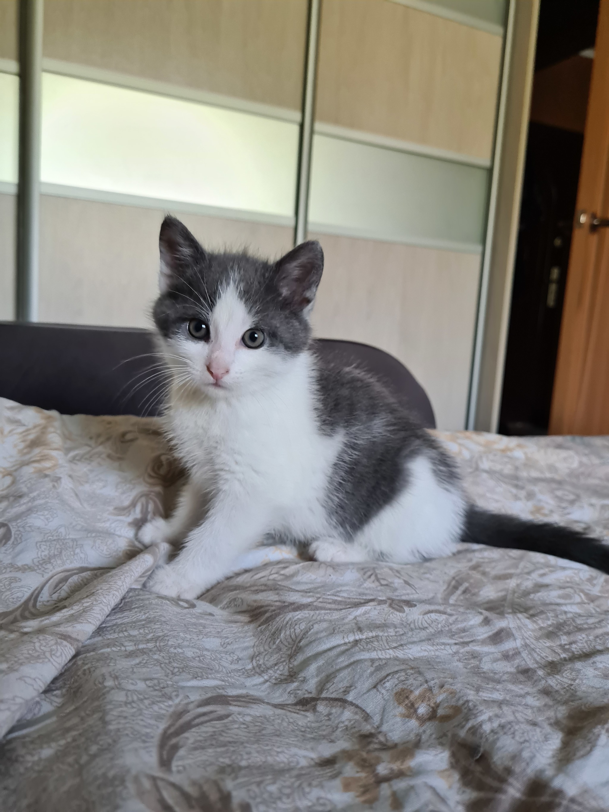 Whose child is looking for a home! - My, Saint Petersburg, Leningrad region, No rating, cat, In good hands, Longpost, Kittens, Animal shelter