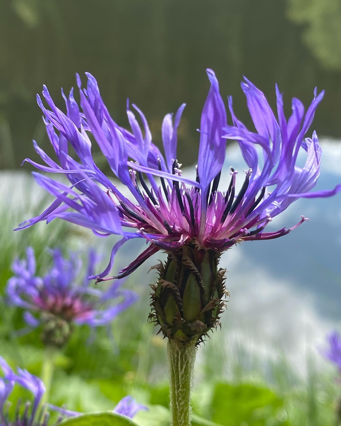 Summer flowers - My, Mobile photography, Athens, The photo, Flowers, Bumblebee, Summer, Longpost